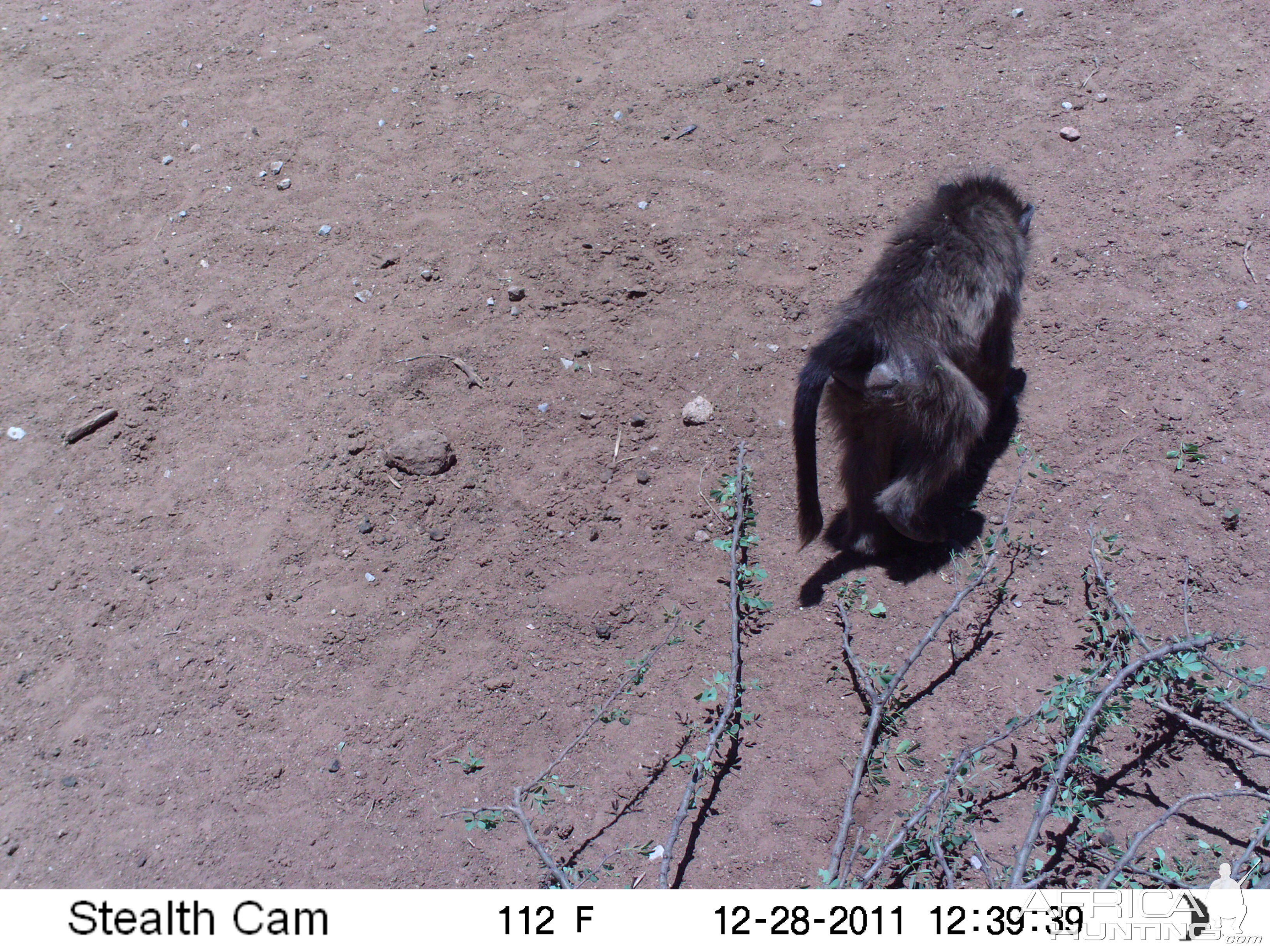 Chacma Baboon Trail Camera Namibia