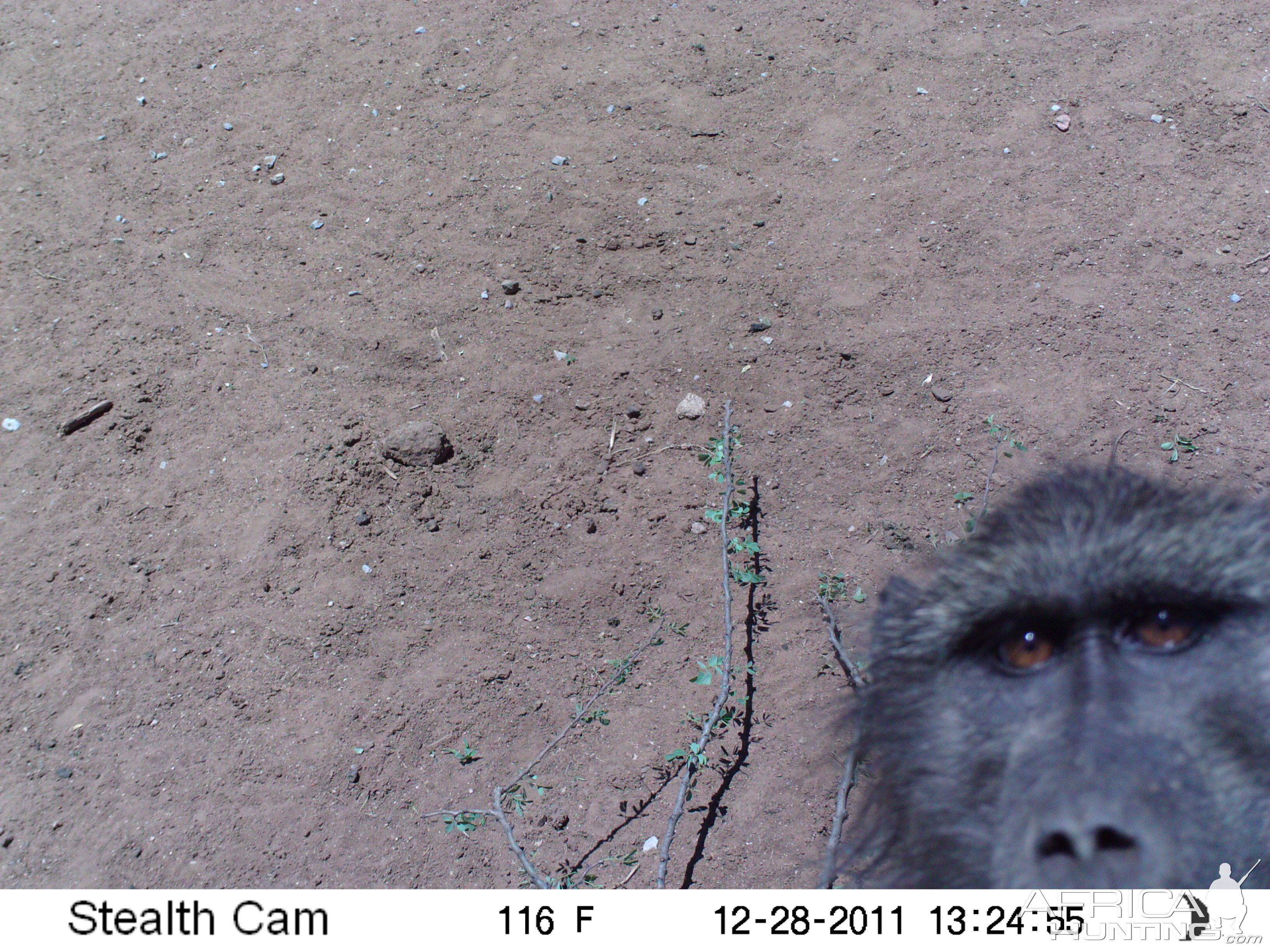 Chacma Baboon Trail Camera Namibia