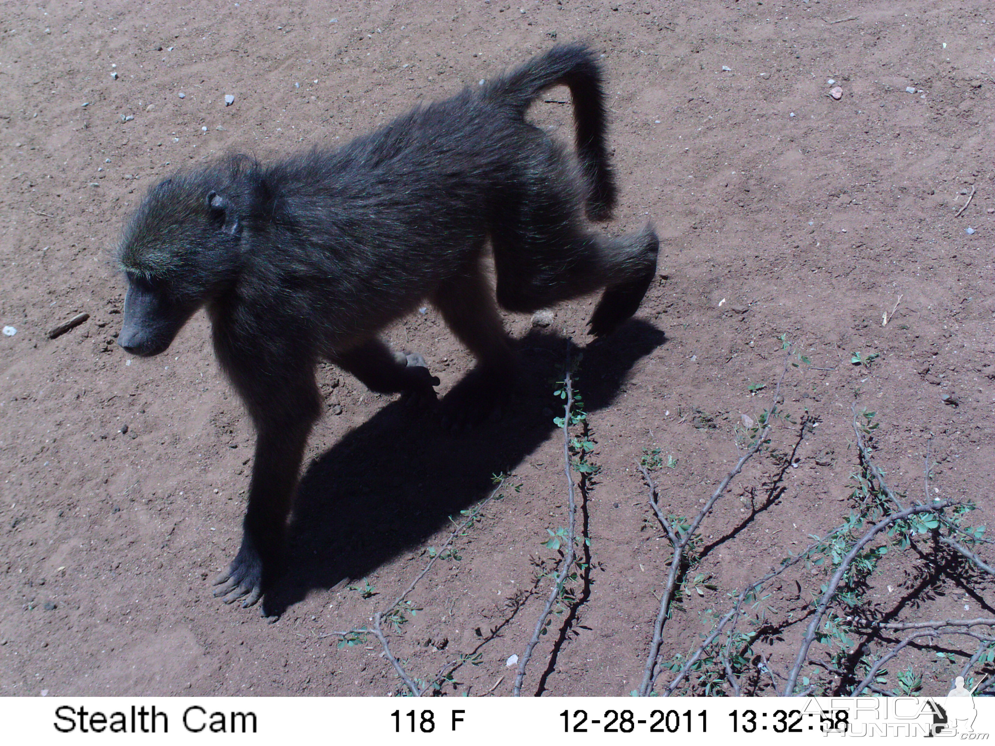 Chacma Baboon Trail Camera Namibia