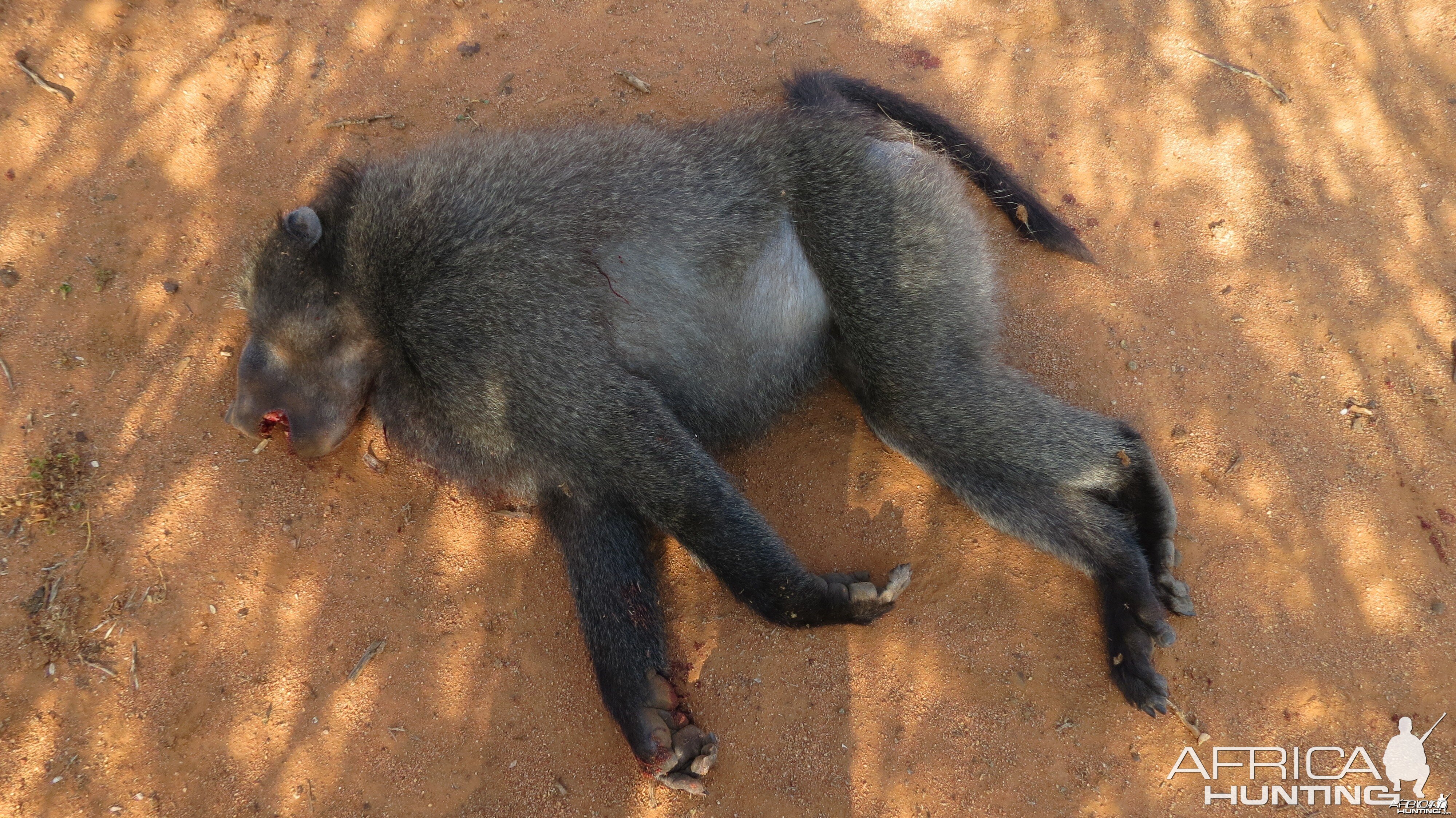 Chacma Baboon