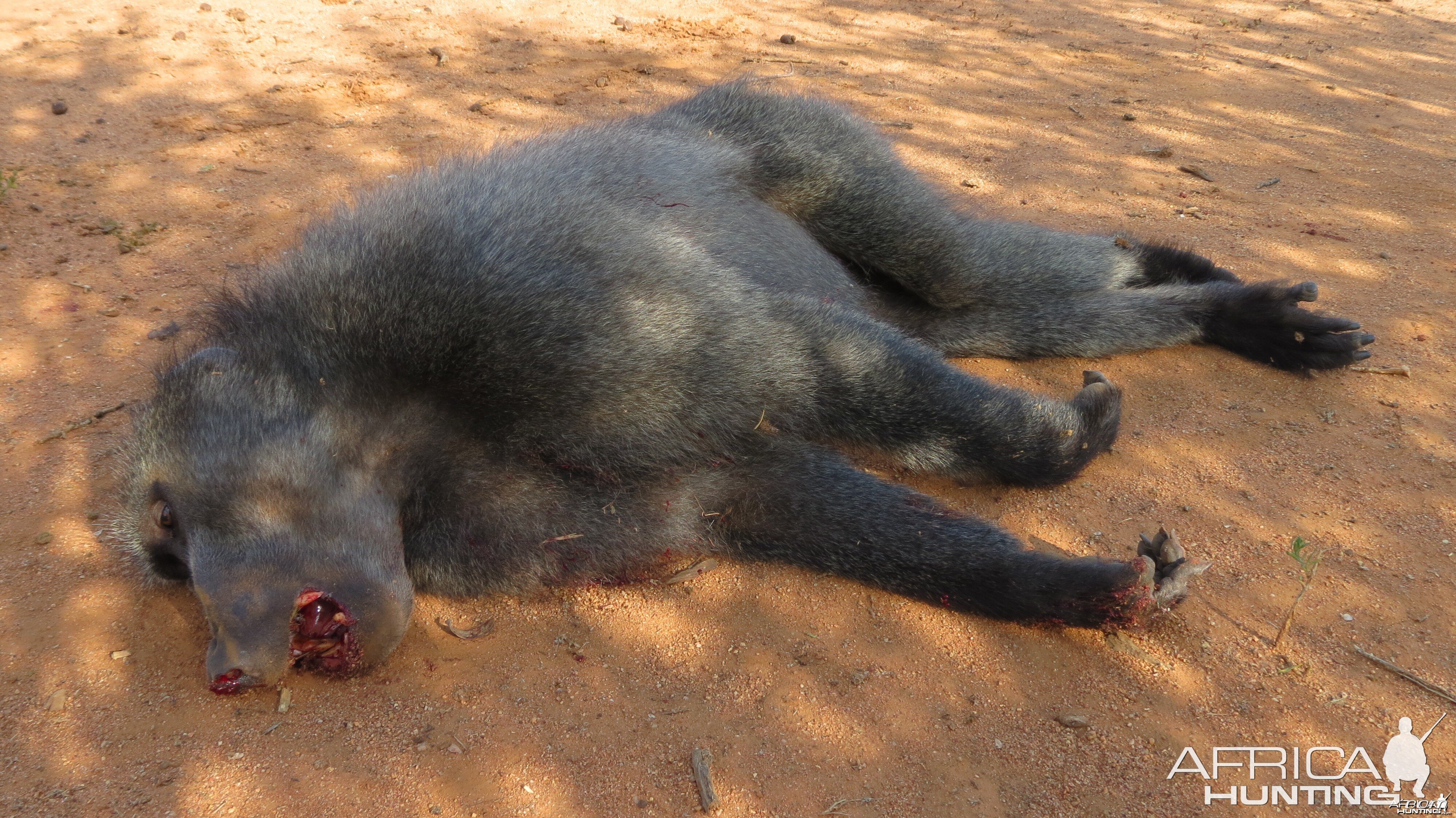 Chacma Baboon