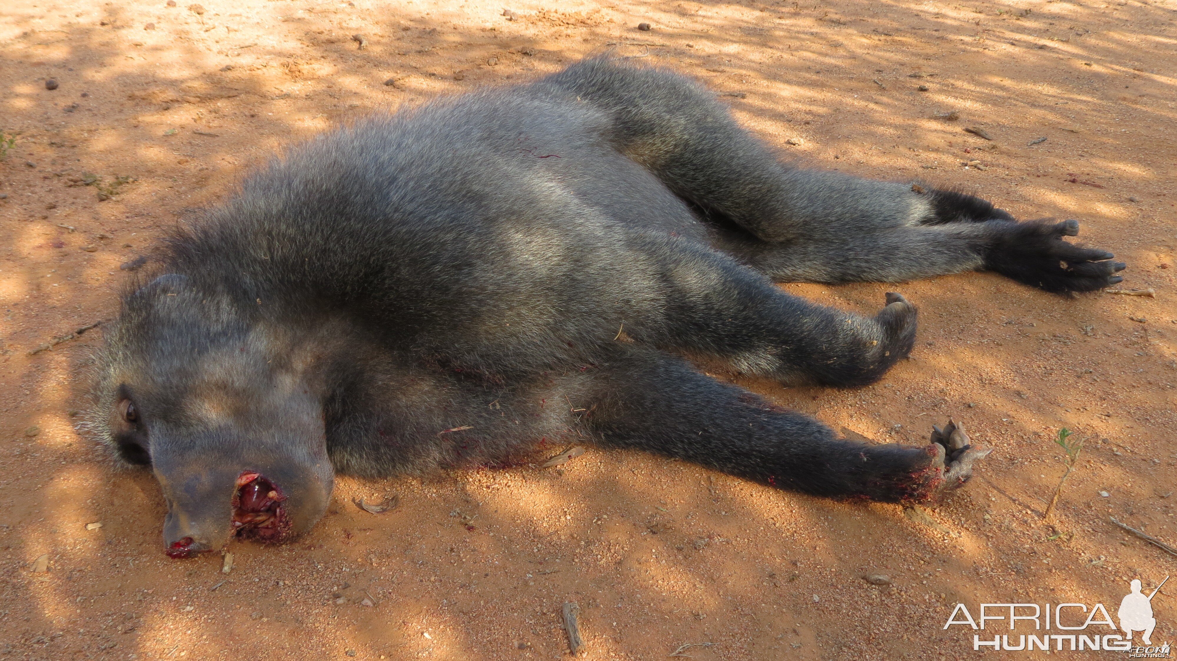 Chacma Baboon