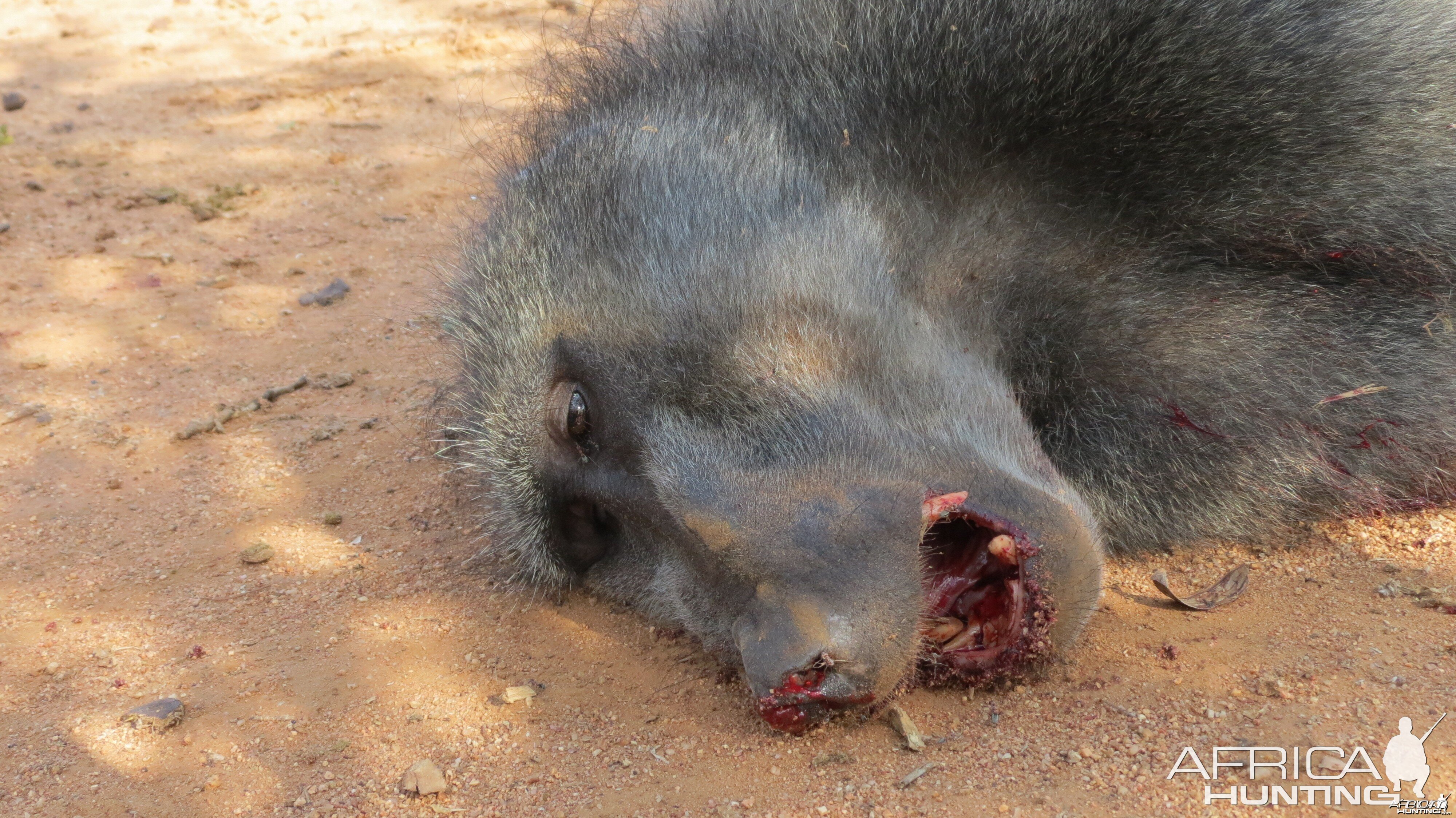 Chacma Baboon