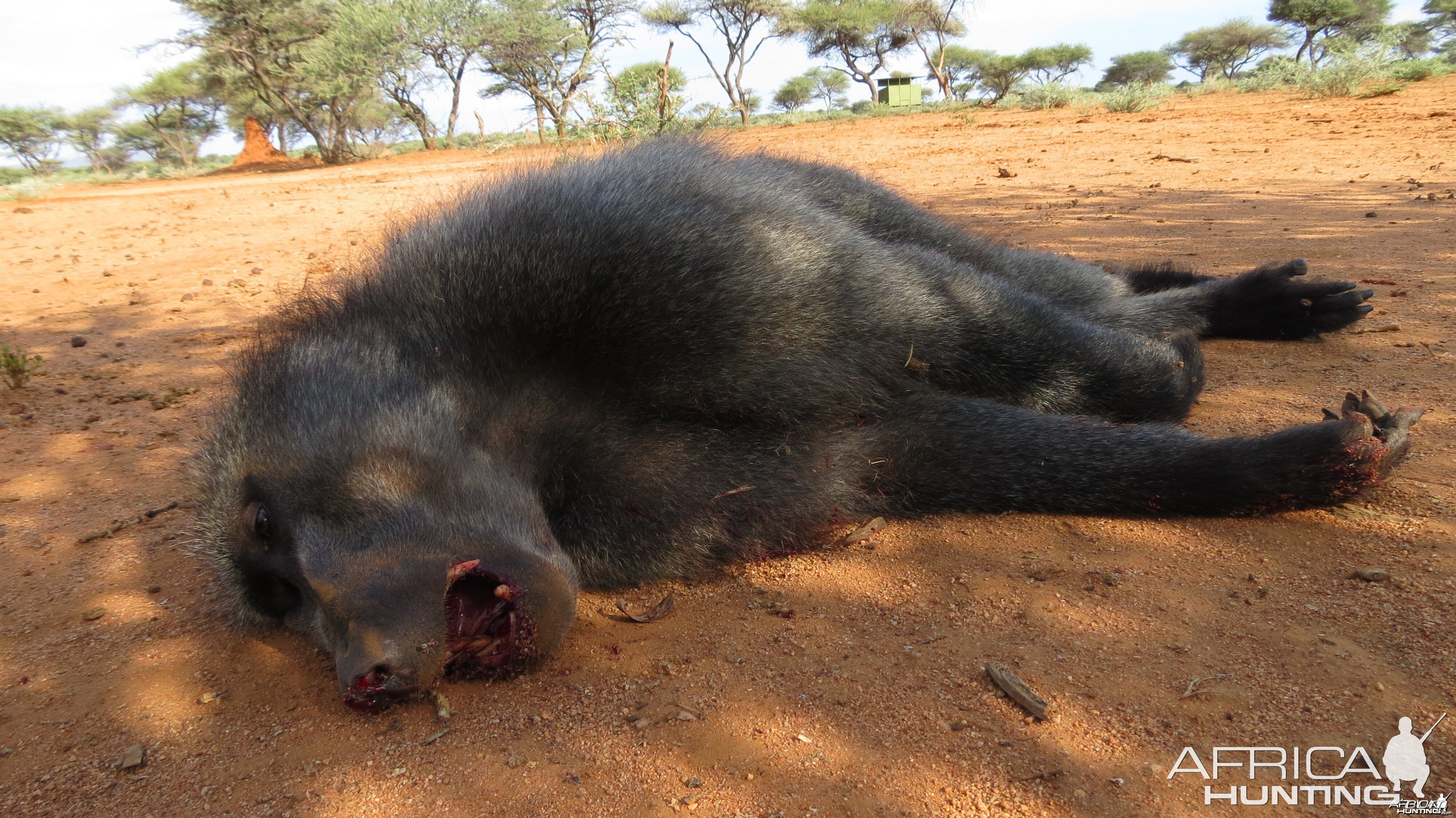 Chacma Baboon