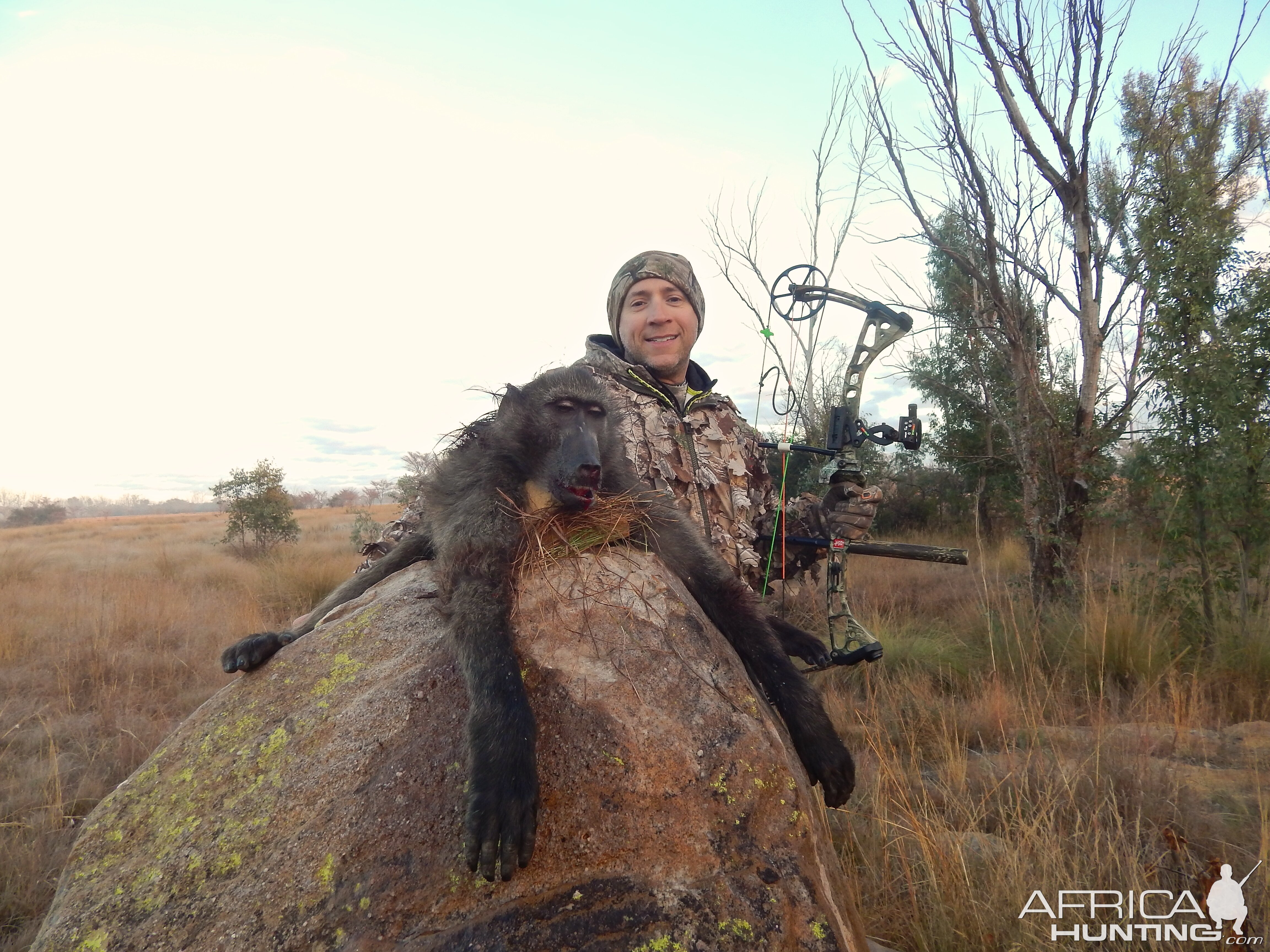 Chacma Baboon