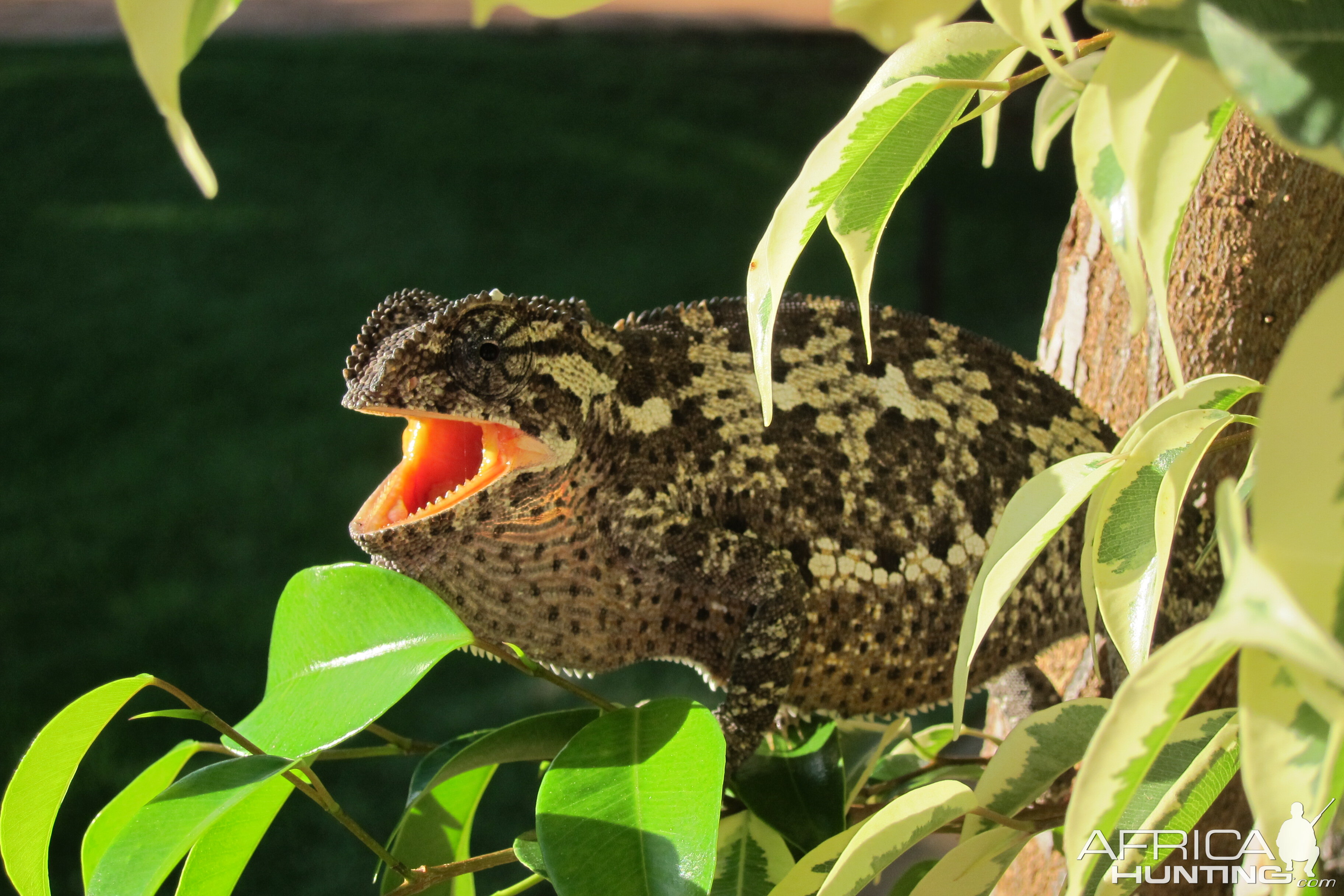 Chameleon Namibia