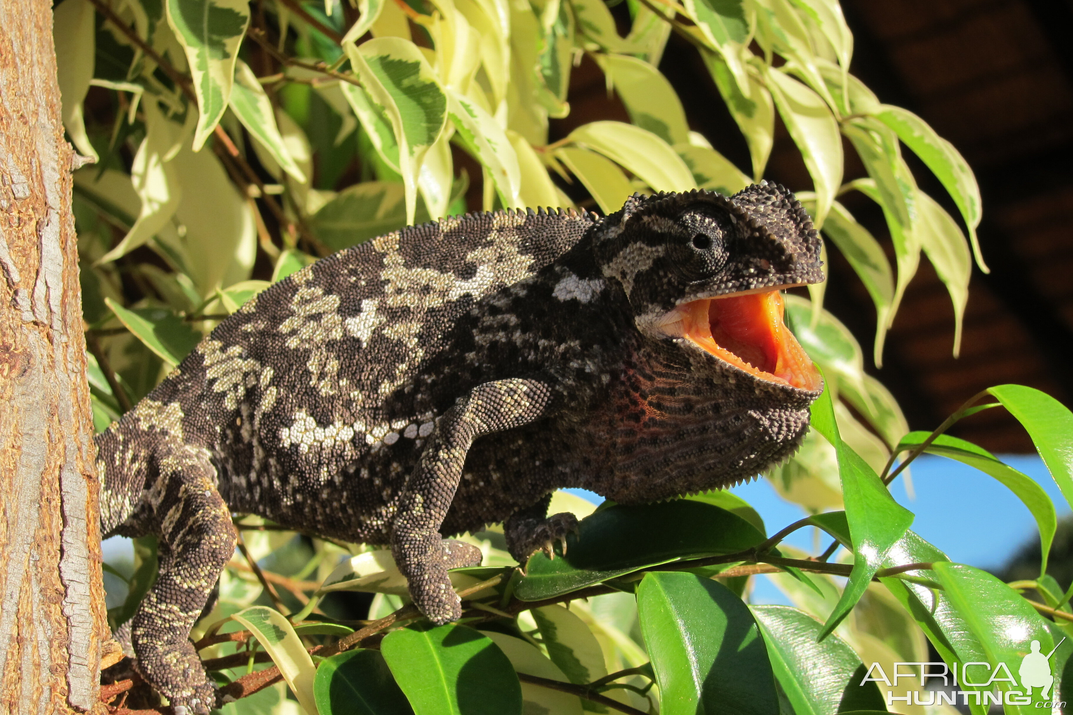 Chameleon Namibia