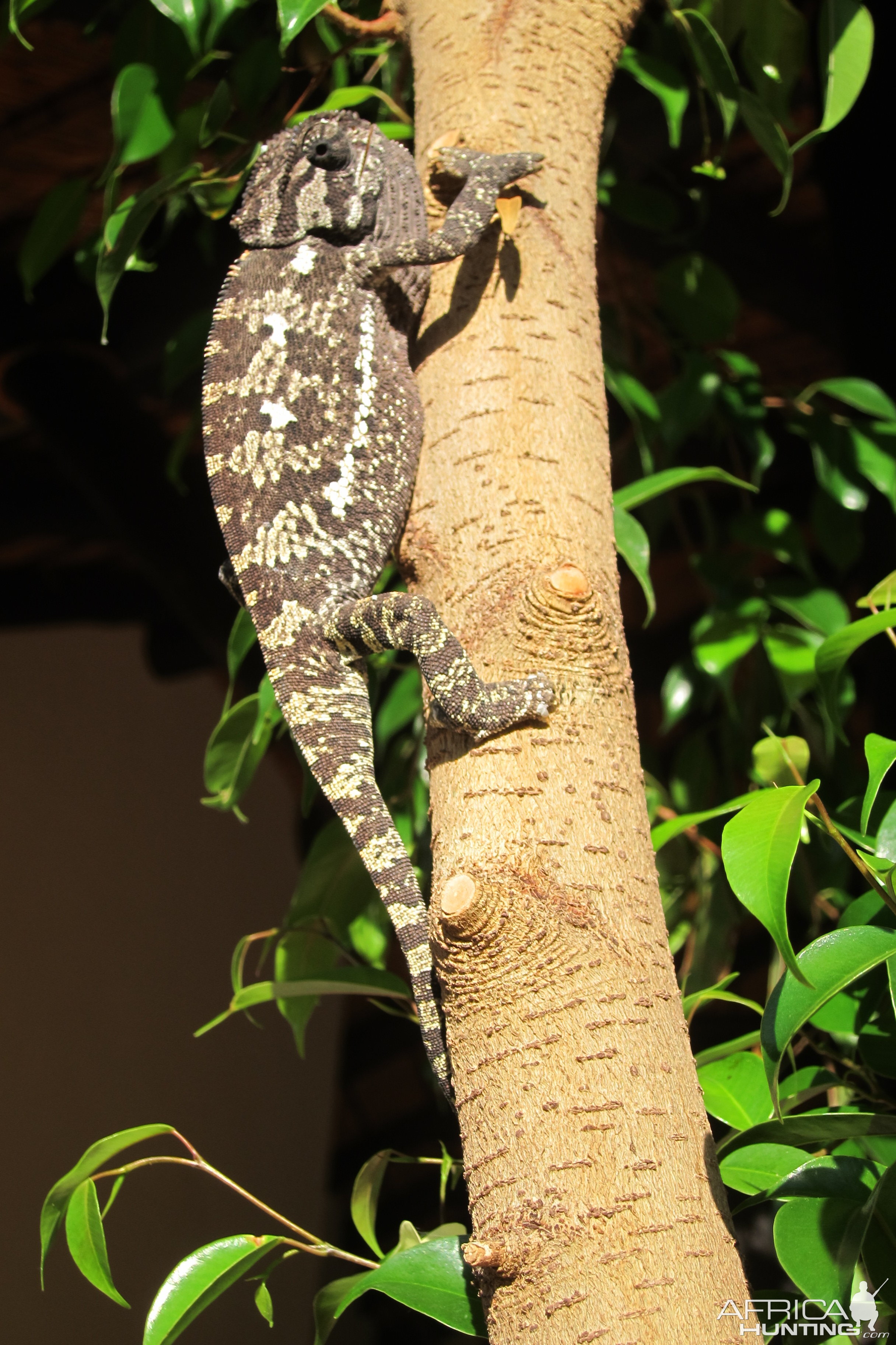 Chameleon Namibia