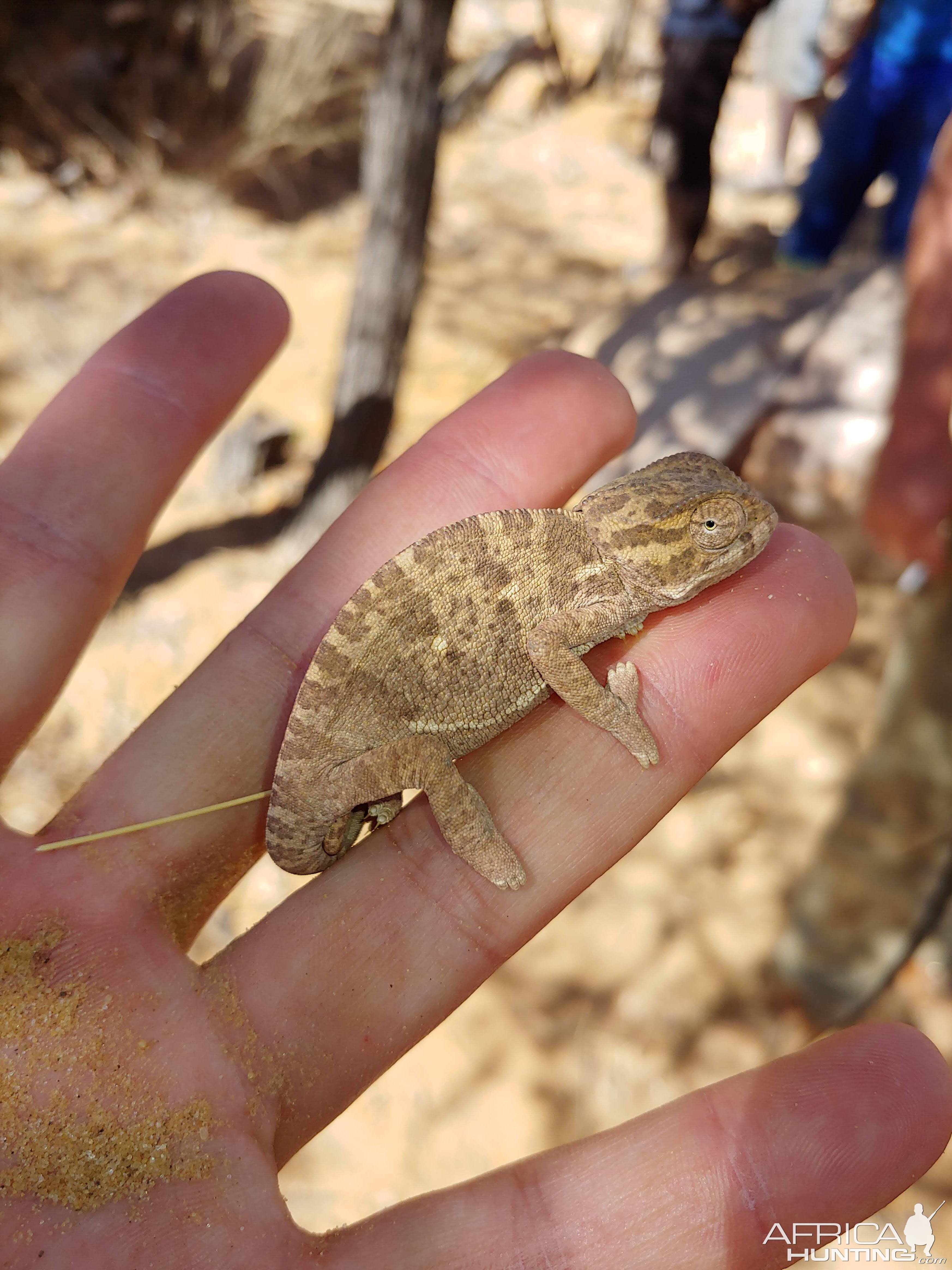 Chameleon Namibia