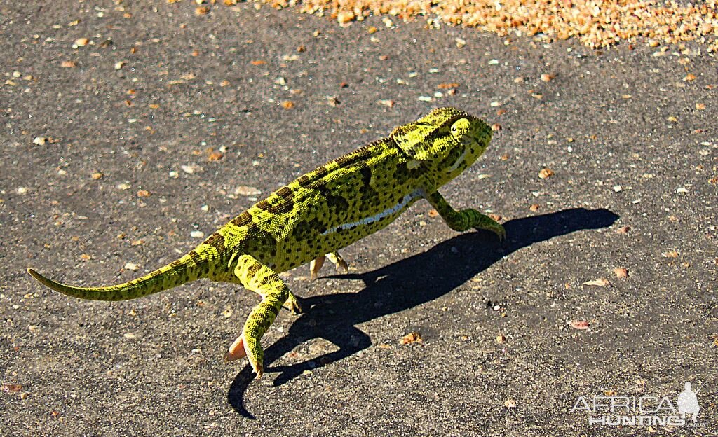 Chameleon South Africa