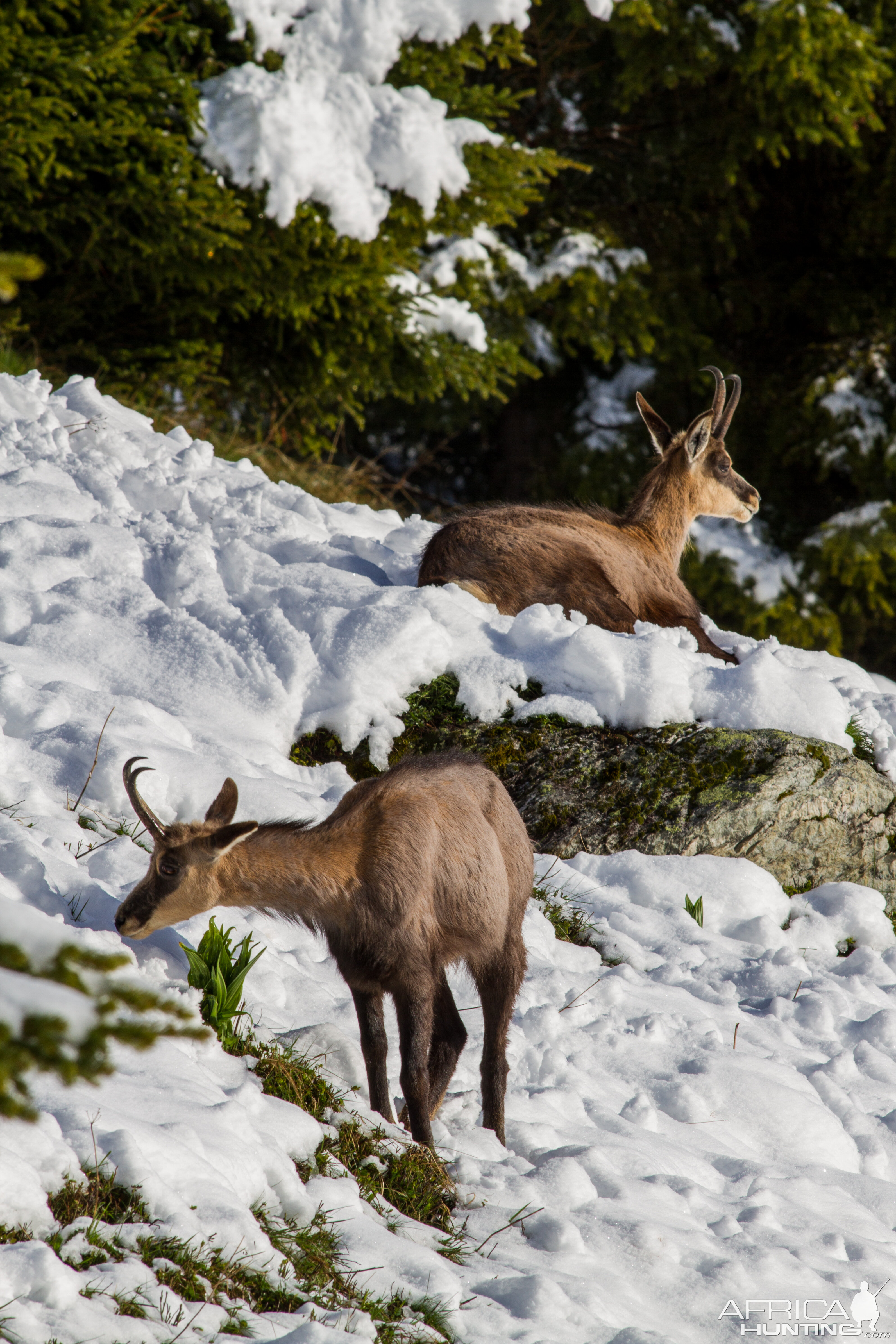 Chamois from Switzerland