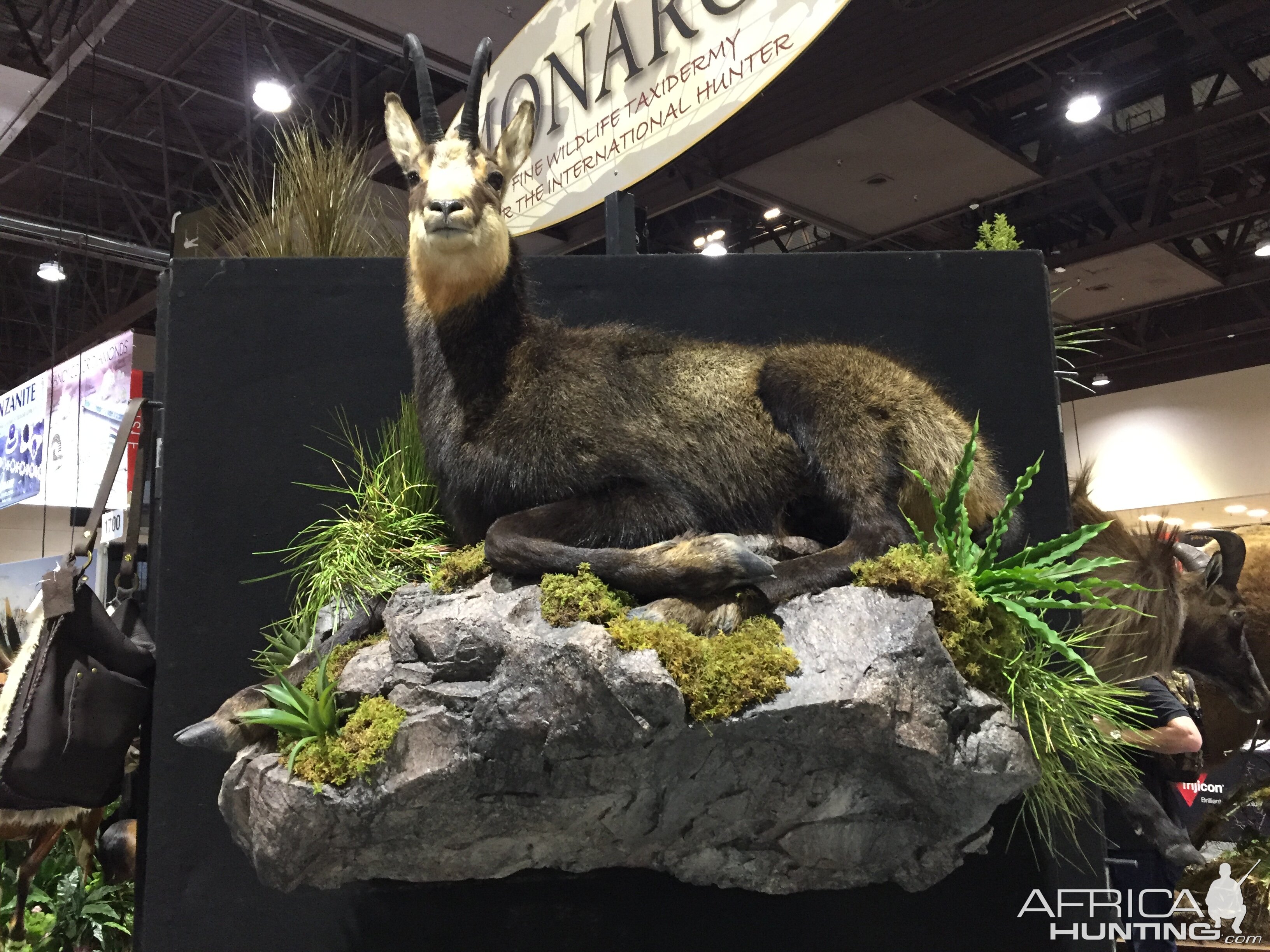 Chamois Full Mount Taxidermy