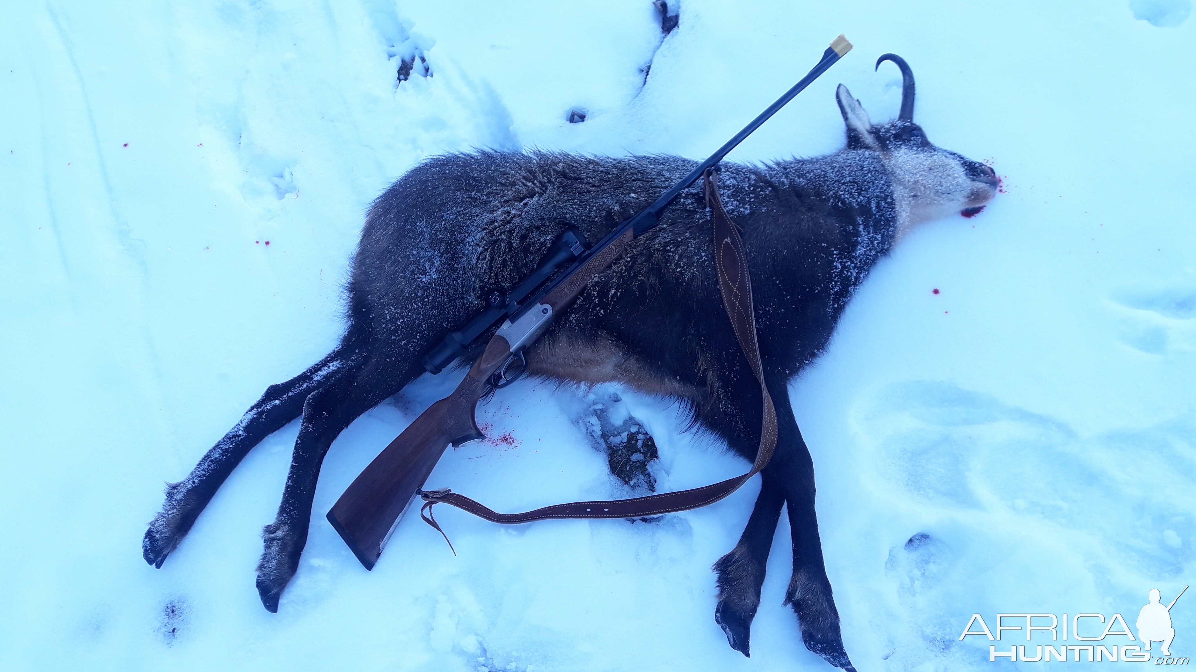 Chamois Hunt Austria