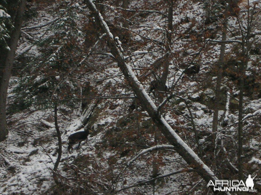 Chamois Hunt in Romania