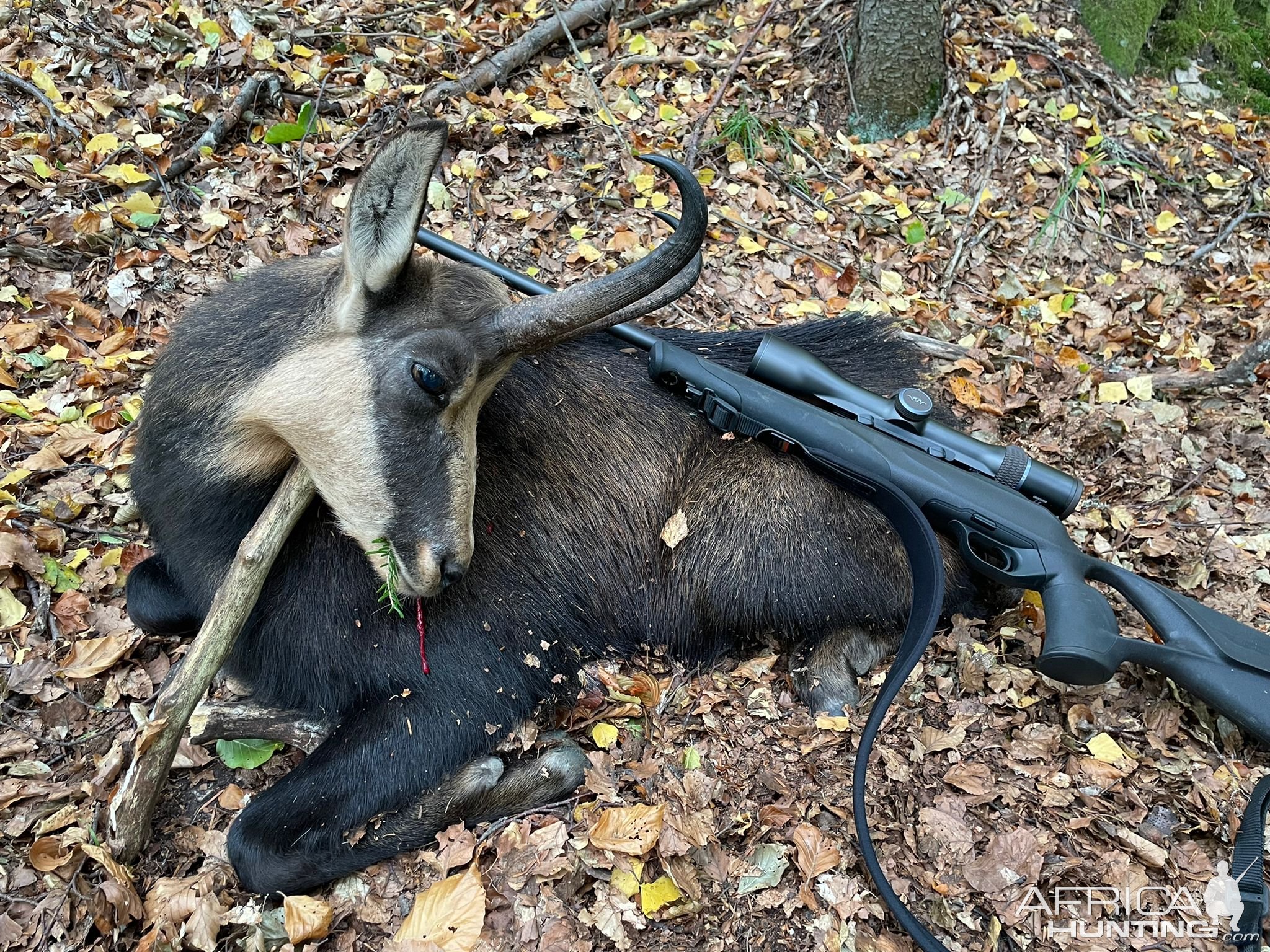 Chamois Hunt Romania