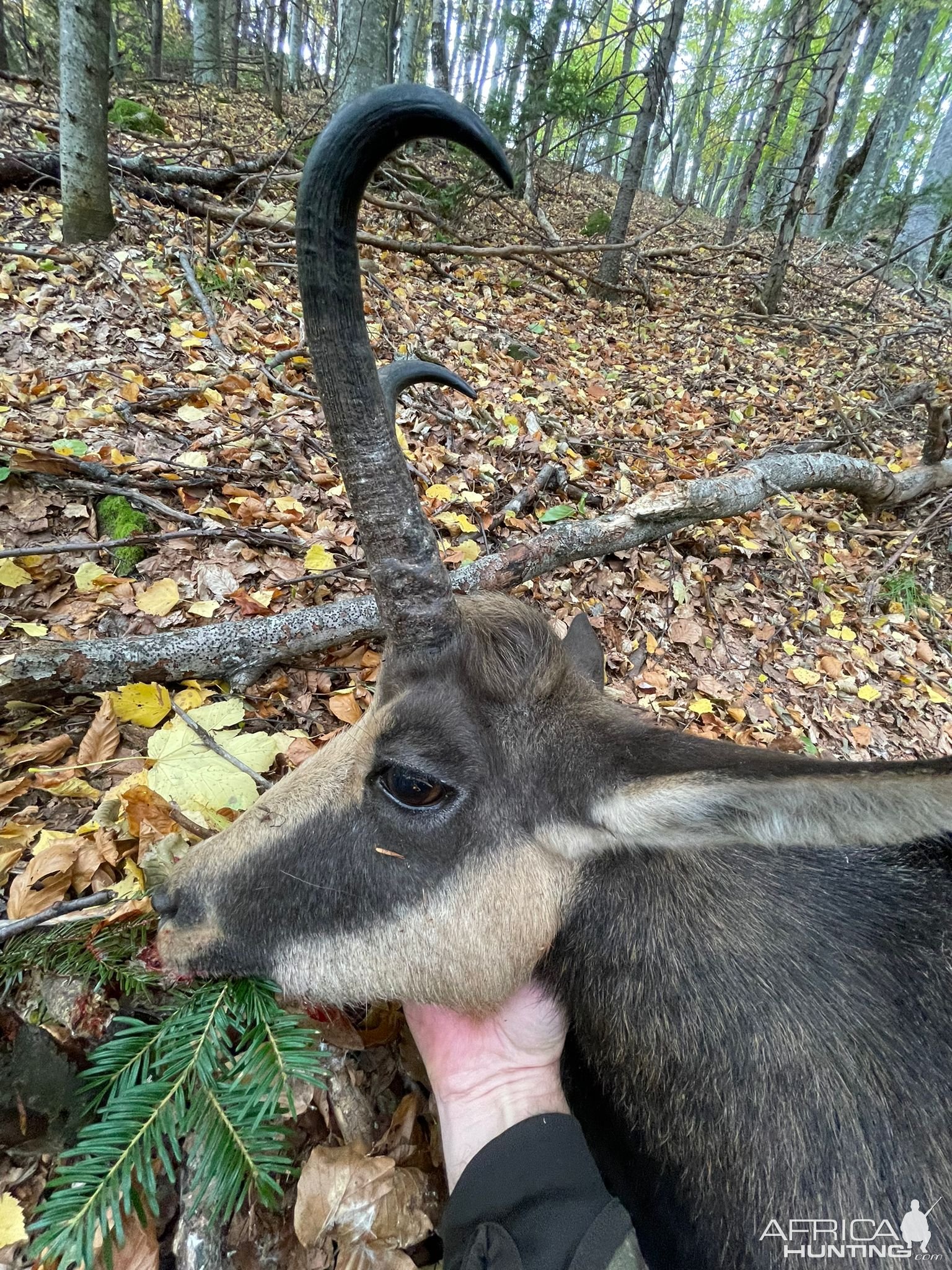 Chamois Hunt Romania