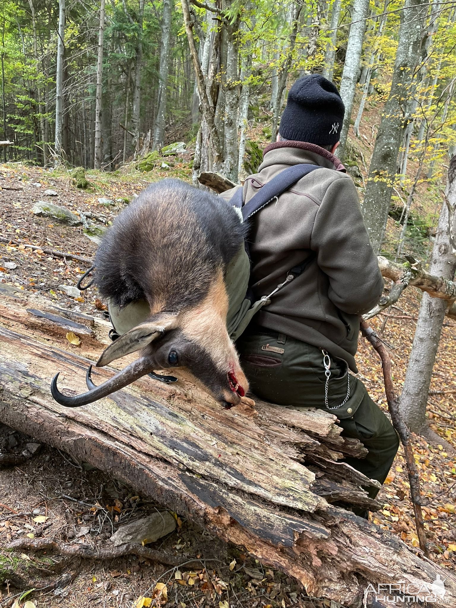 Chamois Hunt Romania