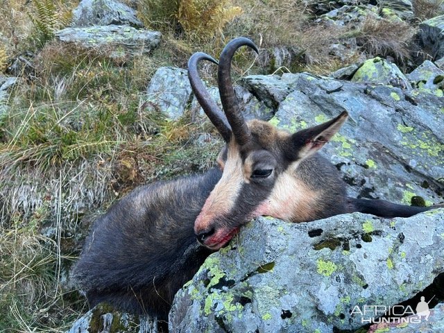 Chamois Hunt Romania