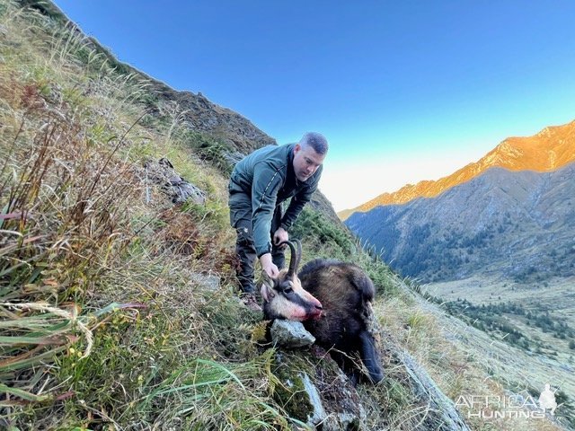 Chamois Hunt Romania