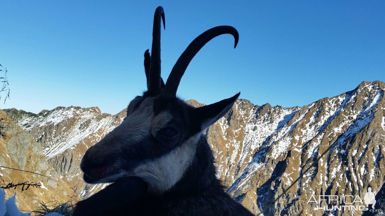 Chamois Hunt Romania