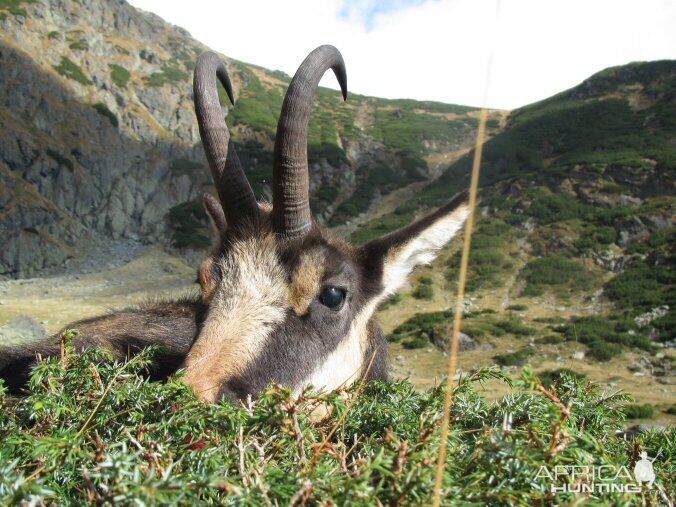 chamois hunt