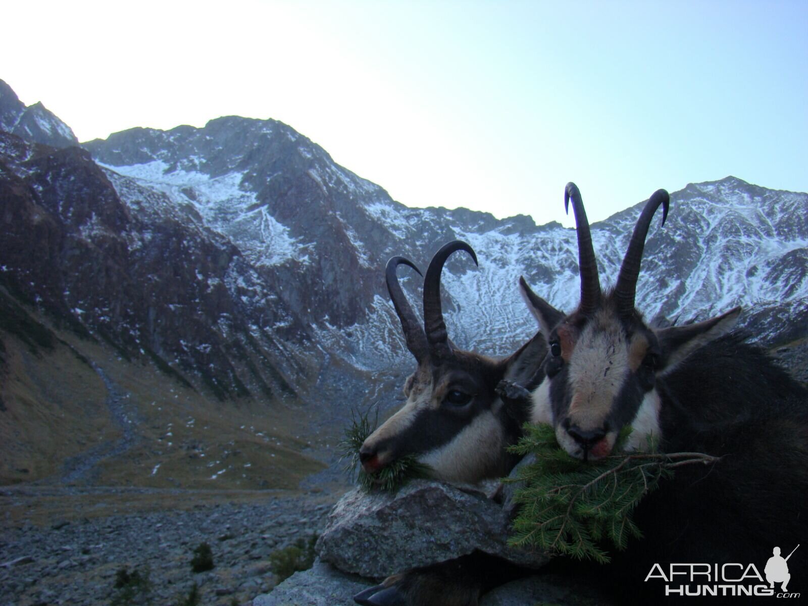 Chamois Hunting in Romania