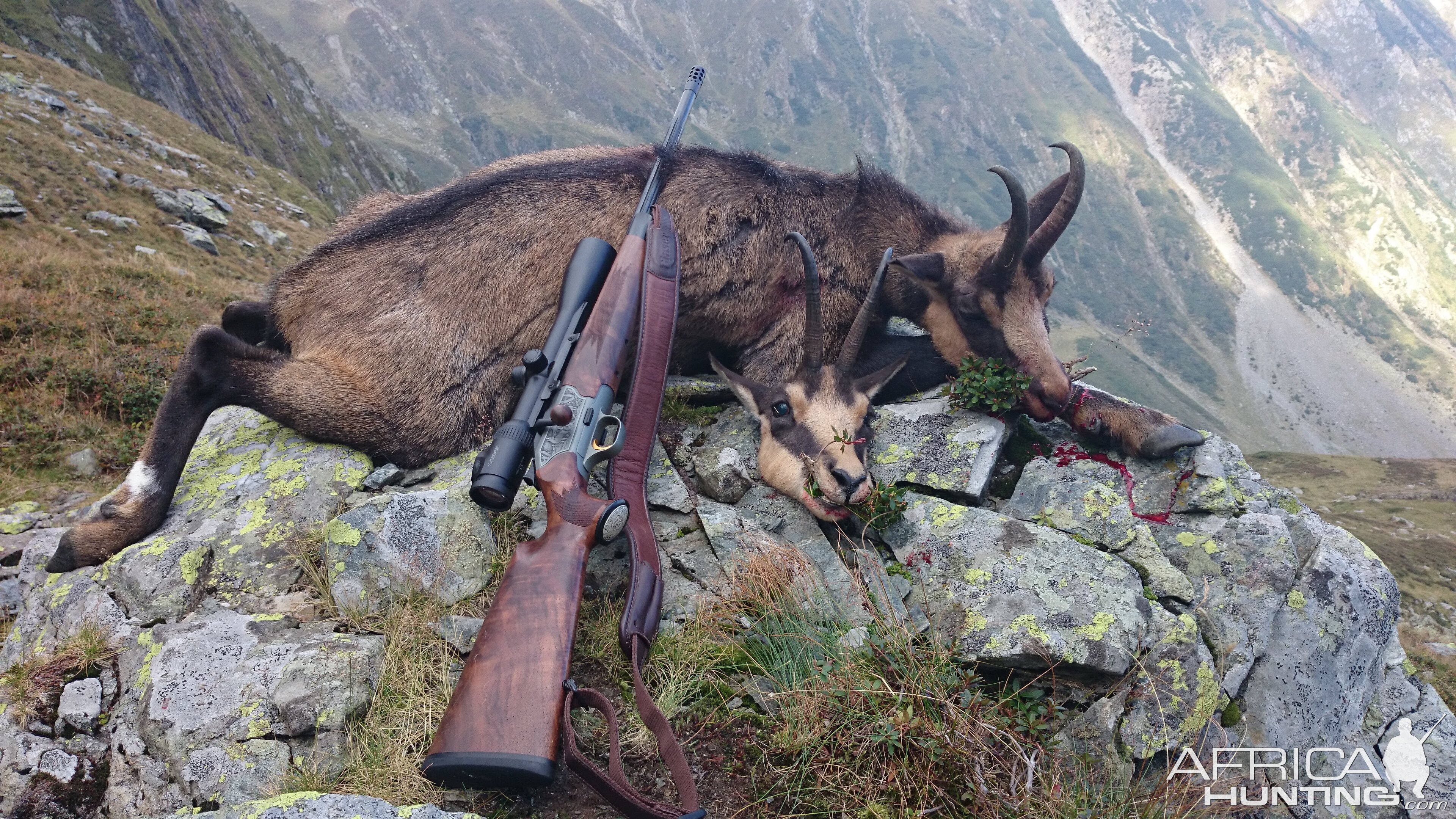 Chamois Hunting in Romania