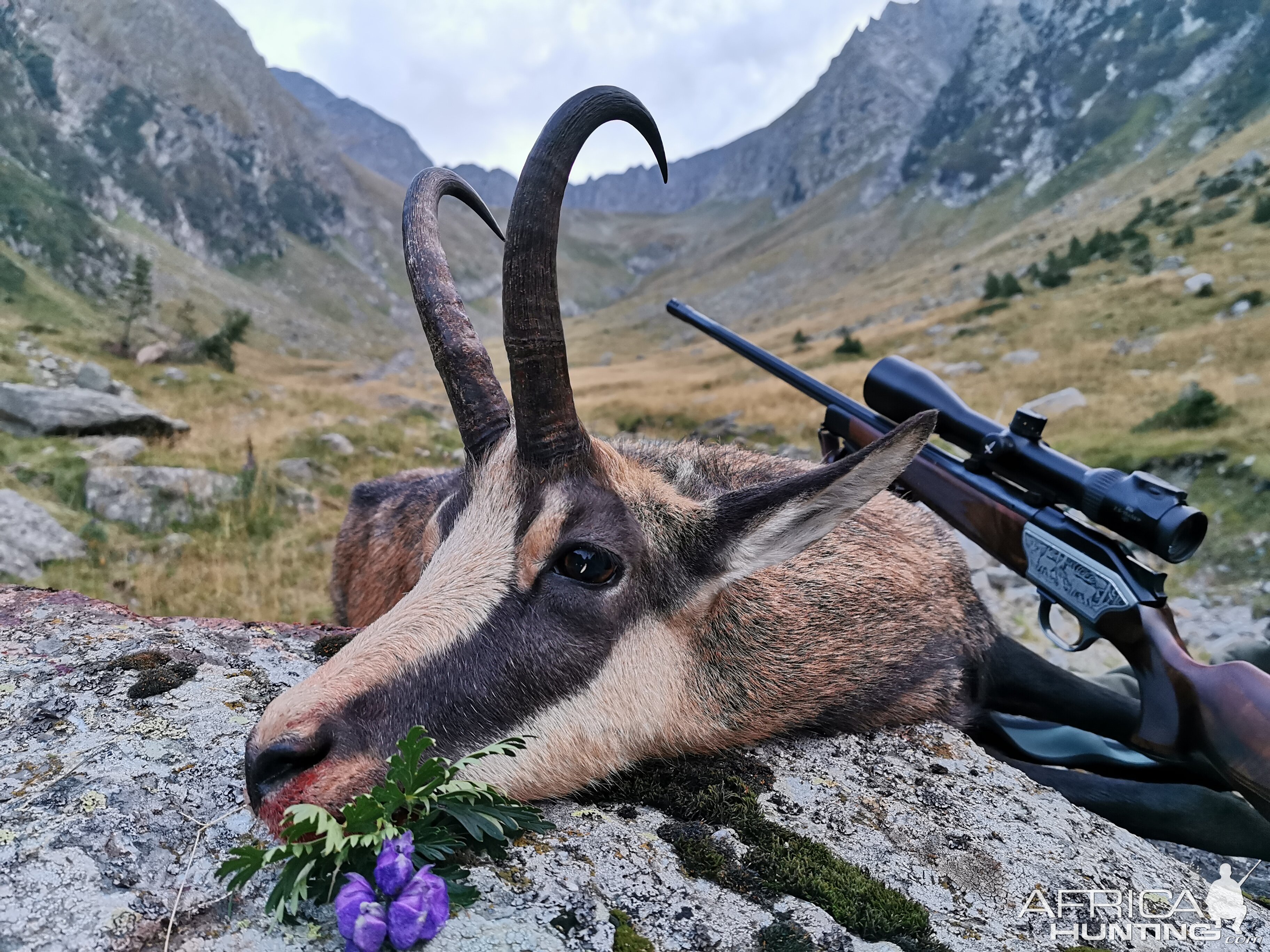 Chamois Hunting in Romania