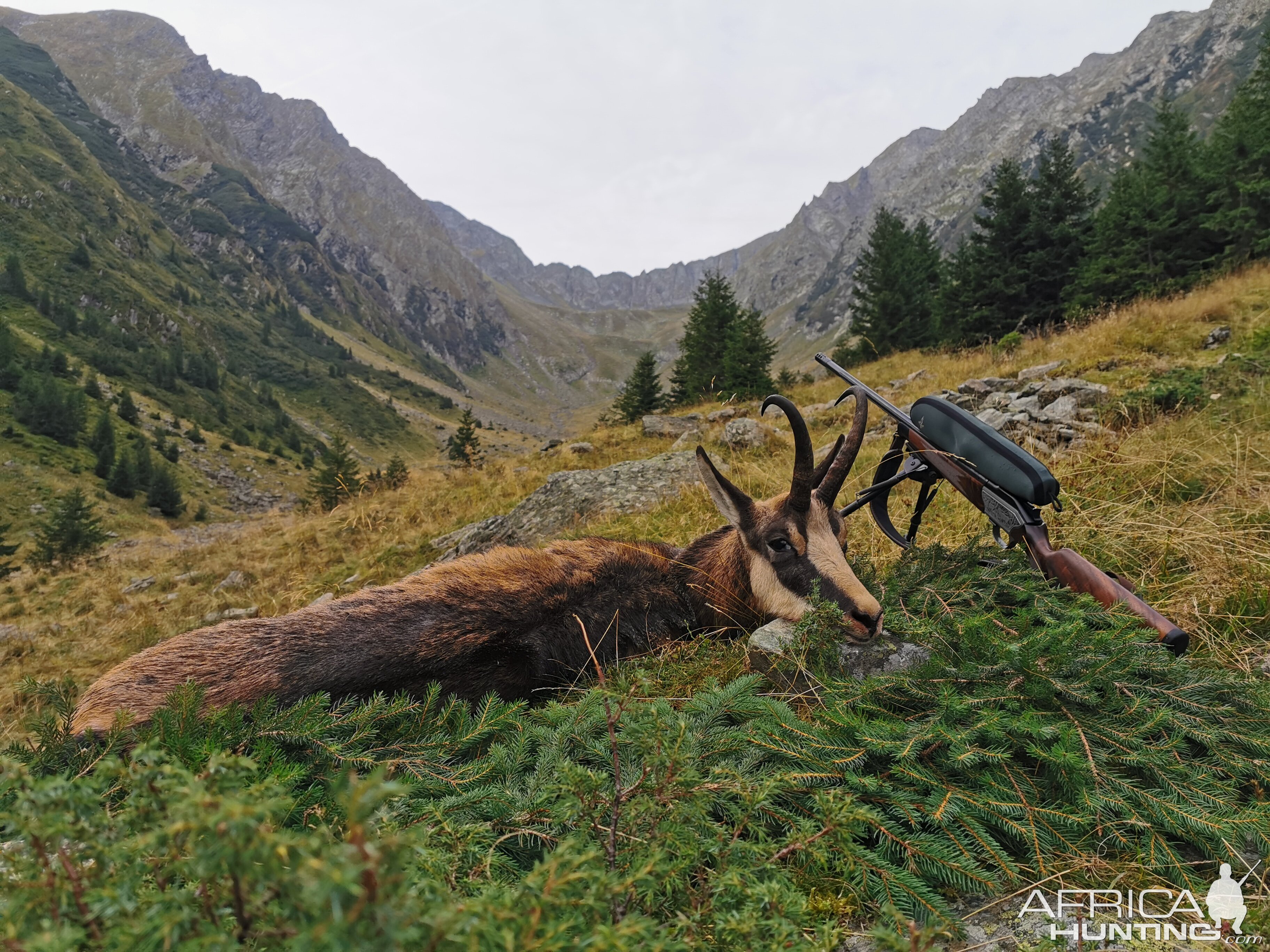 Chamois Hunting in Romania