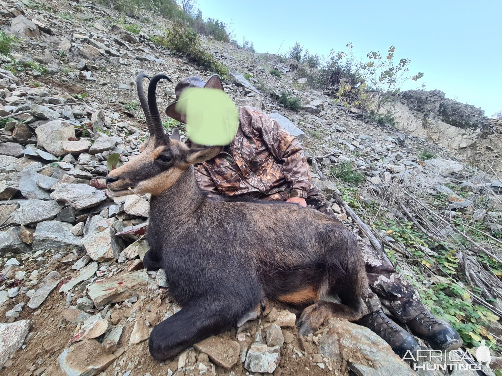 Chamois Hunting Romania