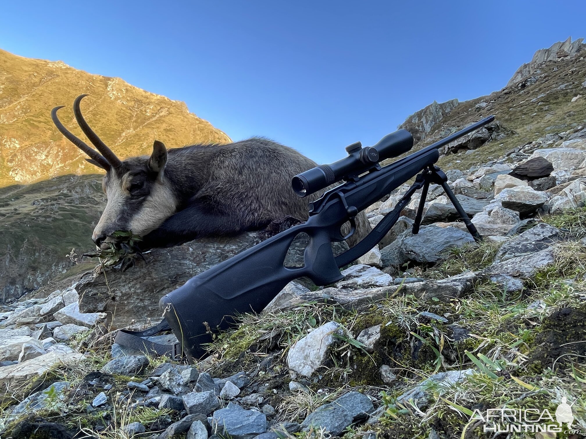 Chamois Hunting Romania