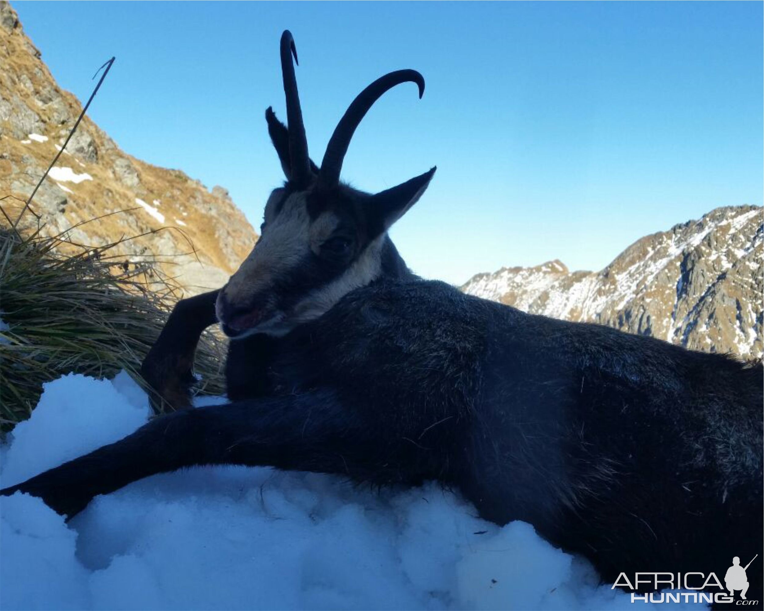 Chamois Hunting Romania