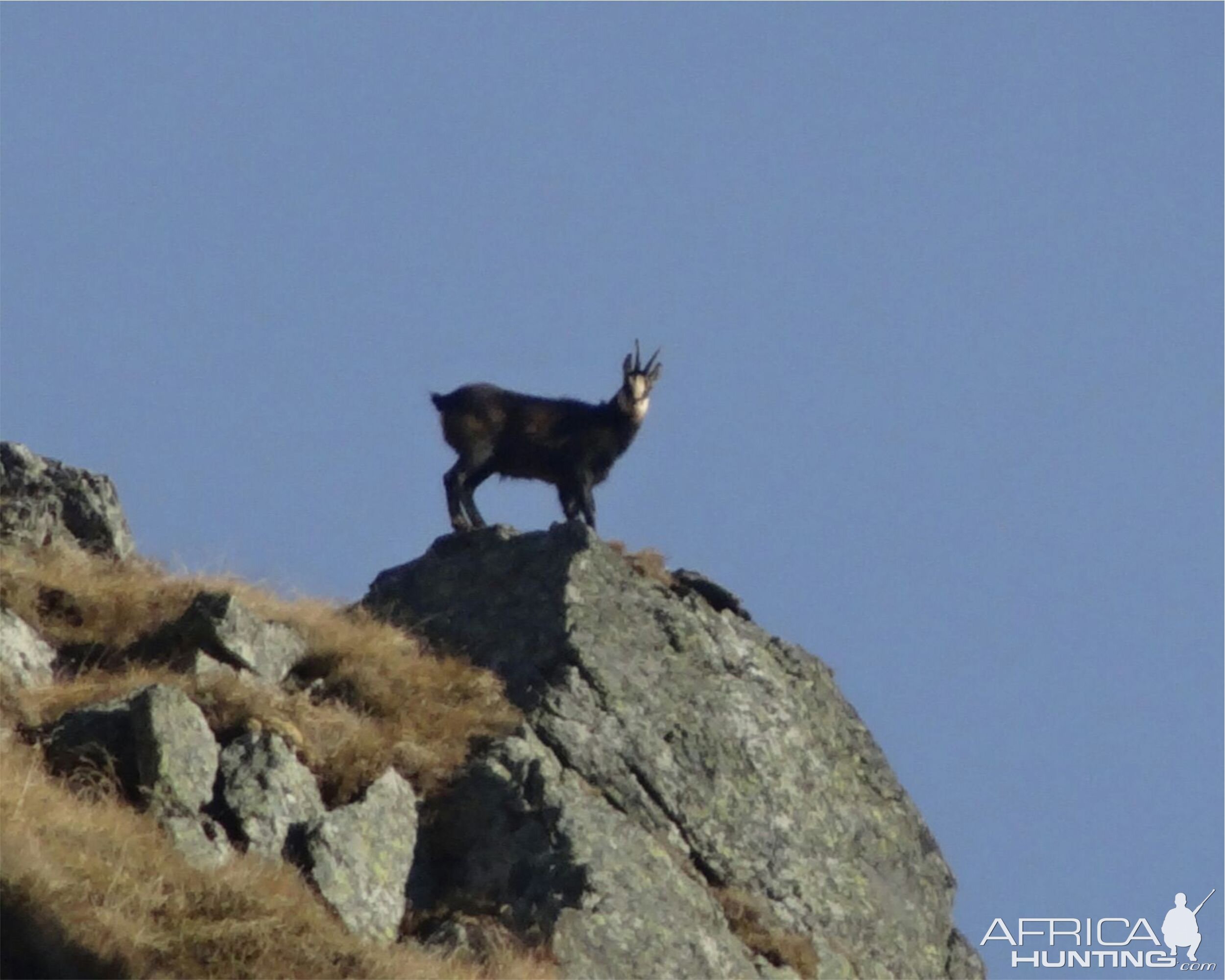 Chamois Romania