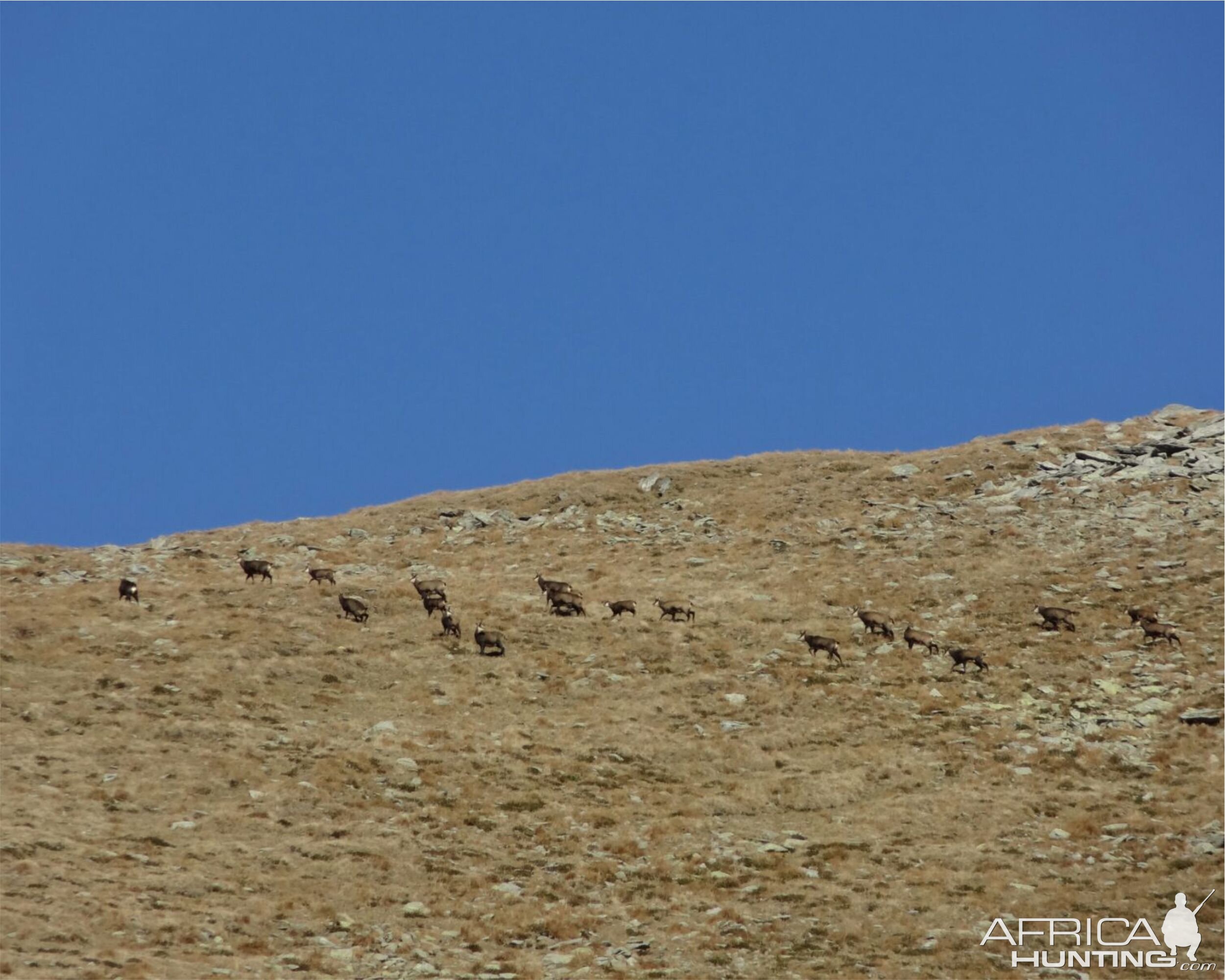 Chamois Romania