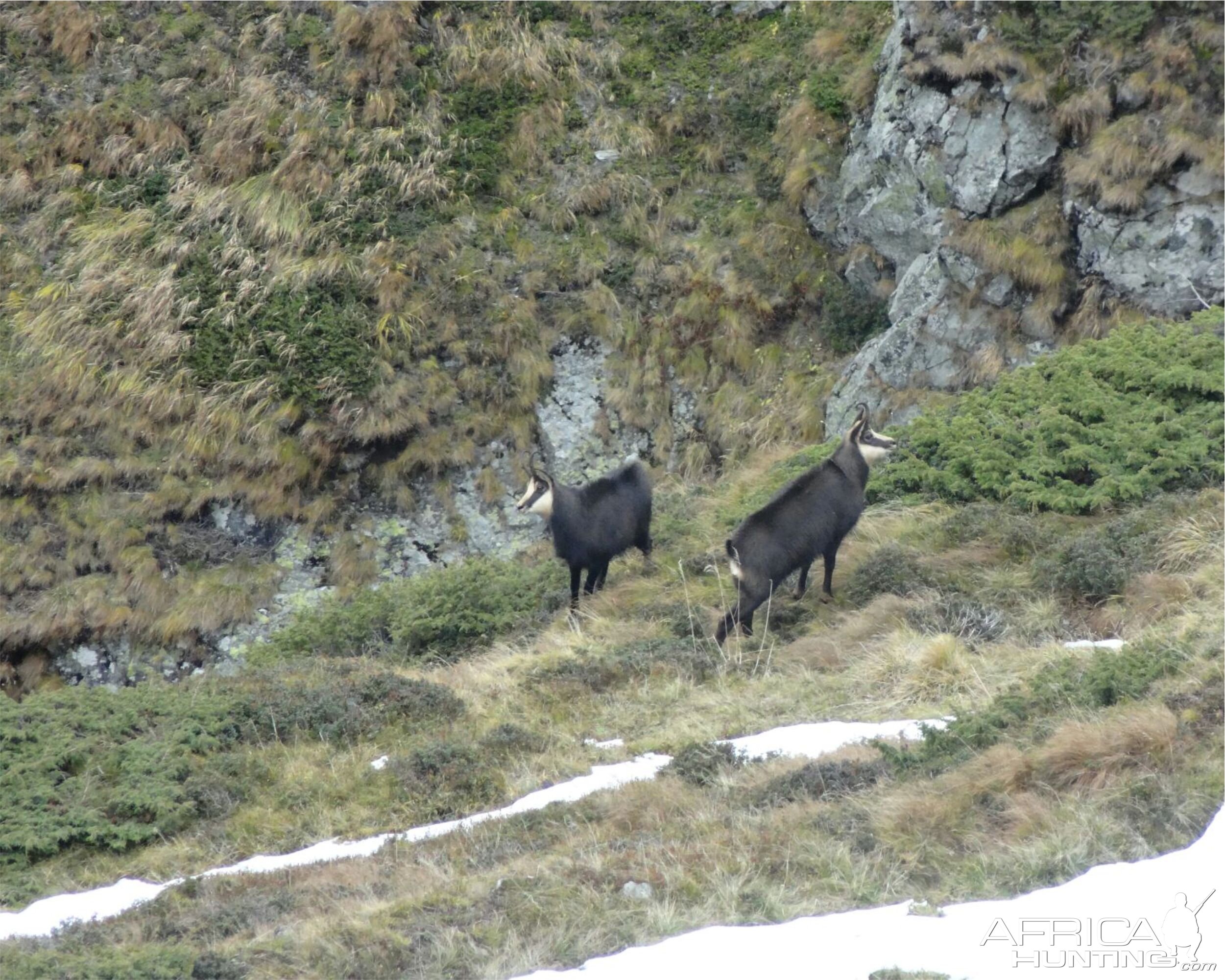 Chamois Romania