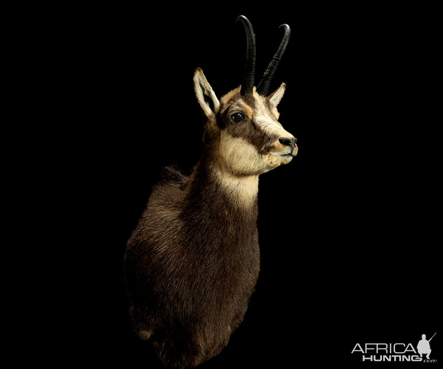 Chamois Shoulder Mount Taxidermy