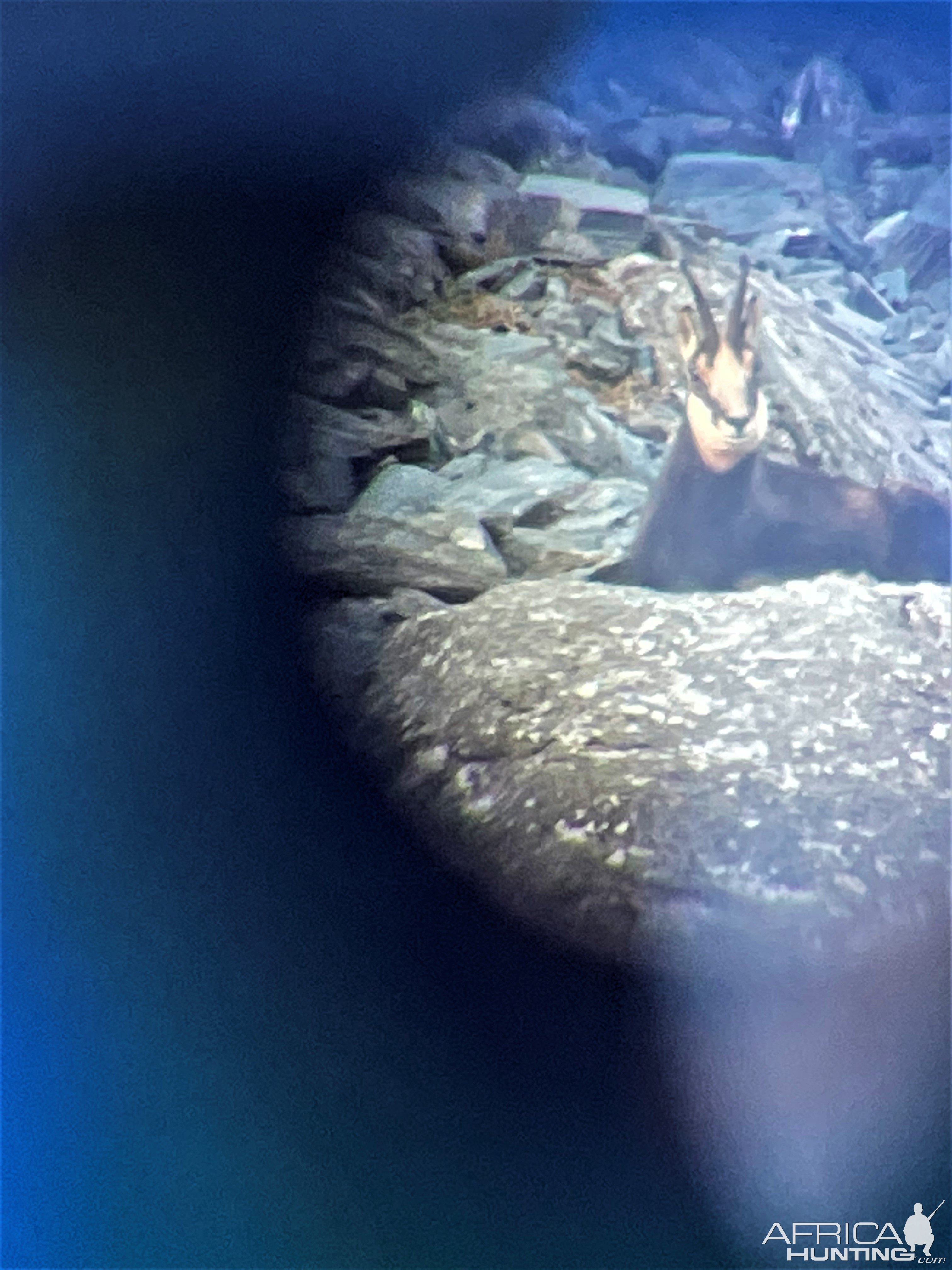 Chamois Through Telescope Romania