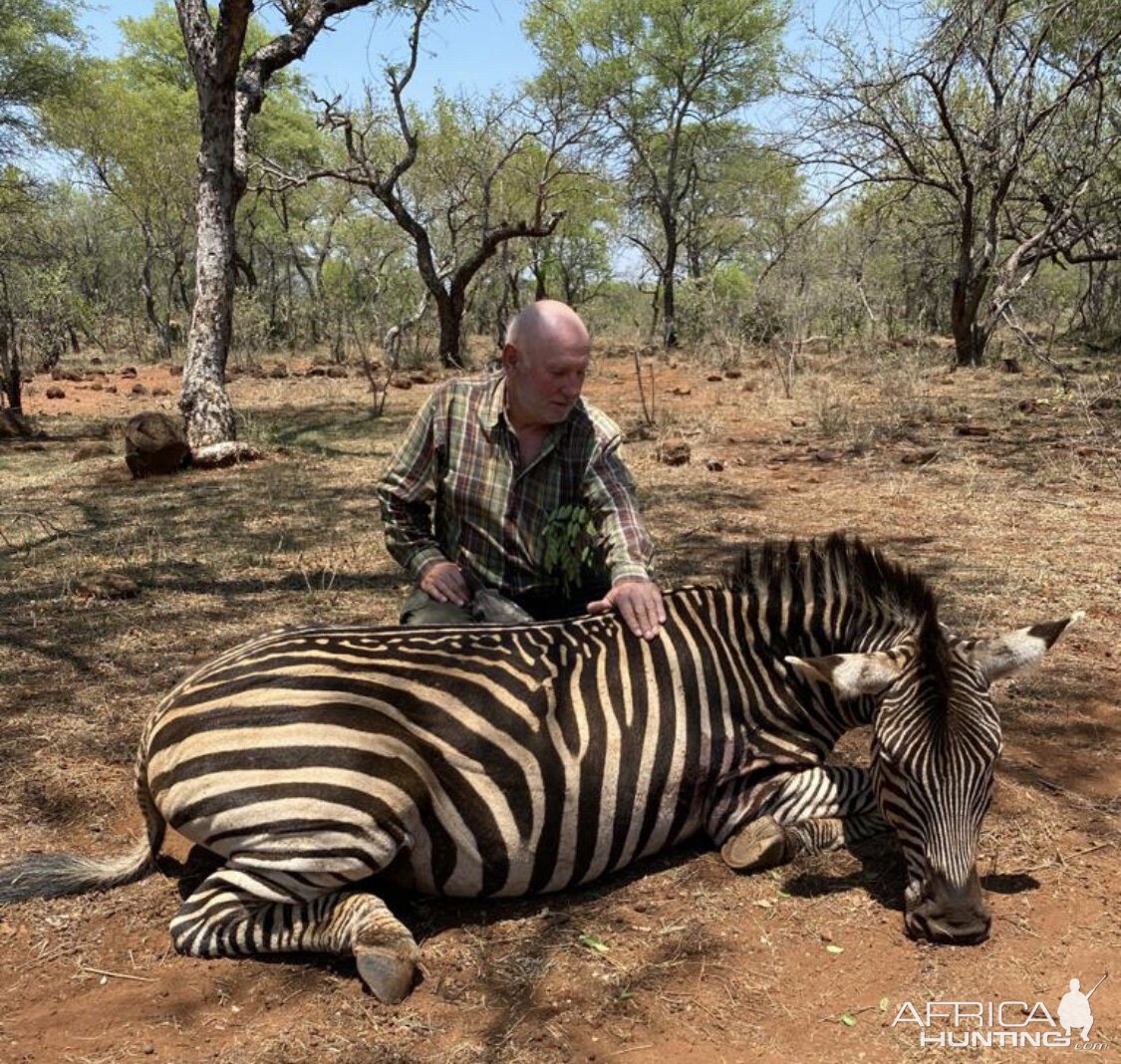 Chapman's Zebra Hunt Zimbabwe