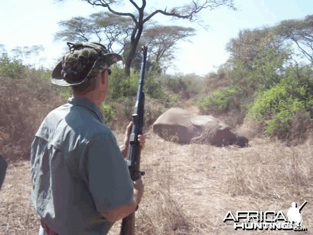 Charging cow Elephant