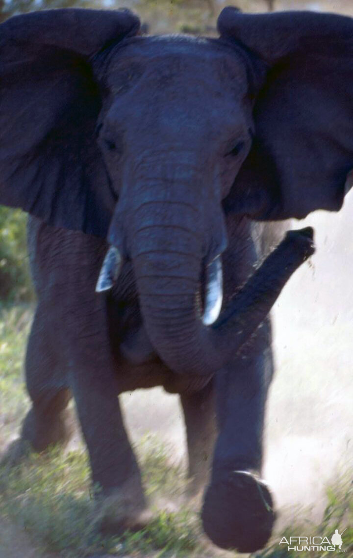 Charging Elephant