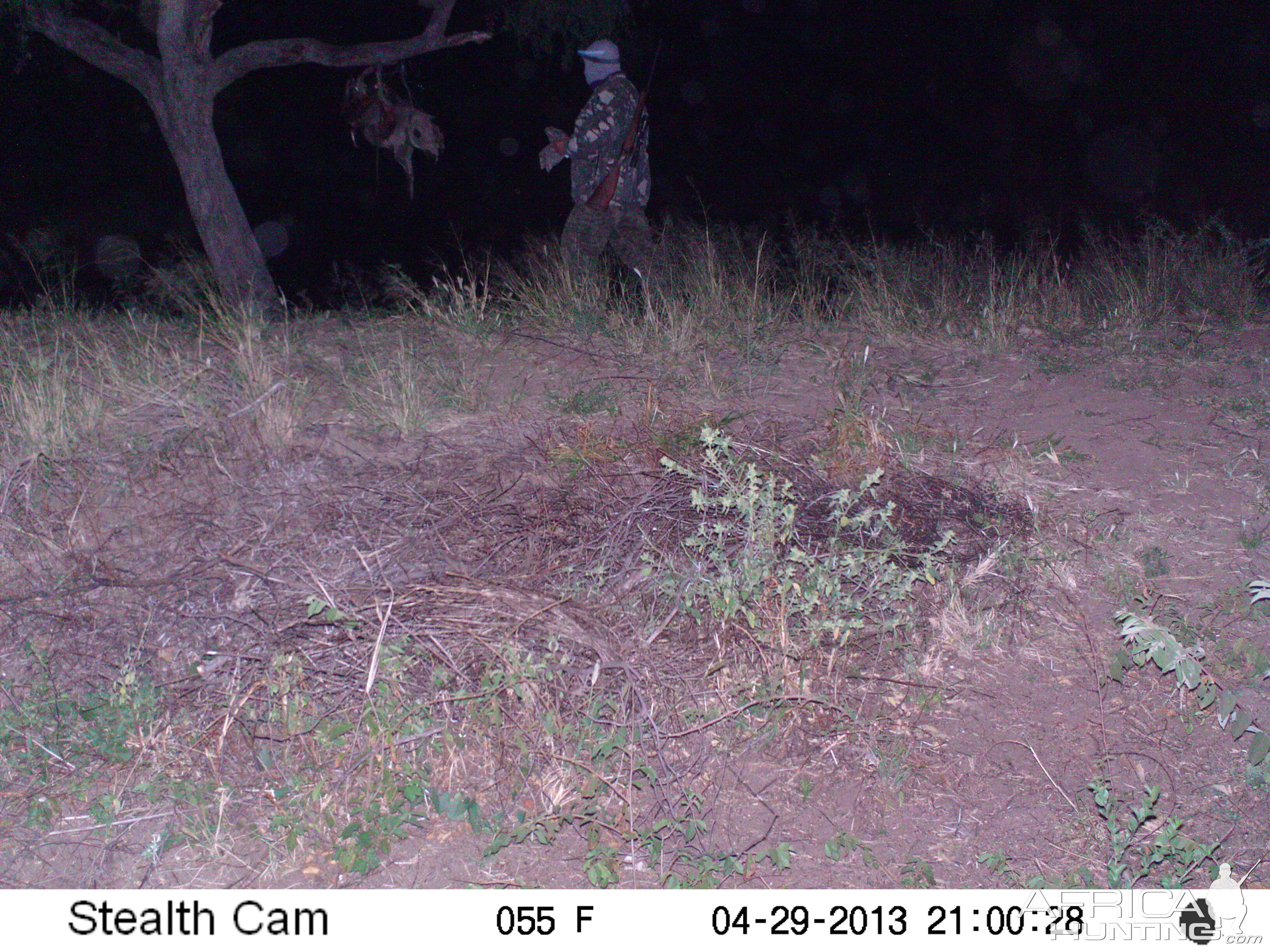 Checking Leopard Bait Trail Camera