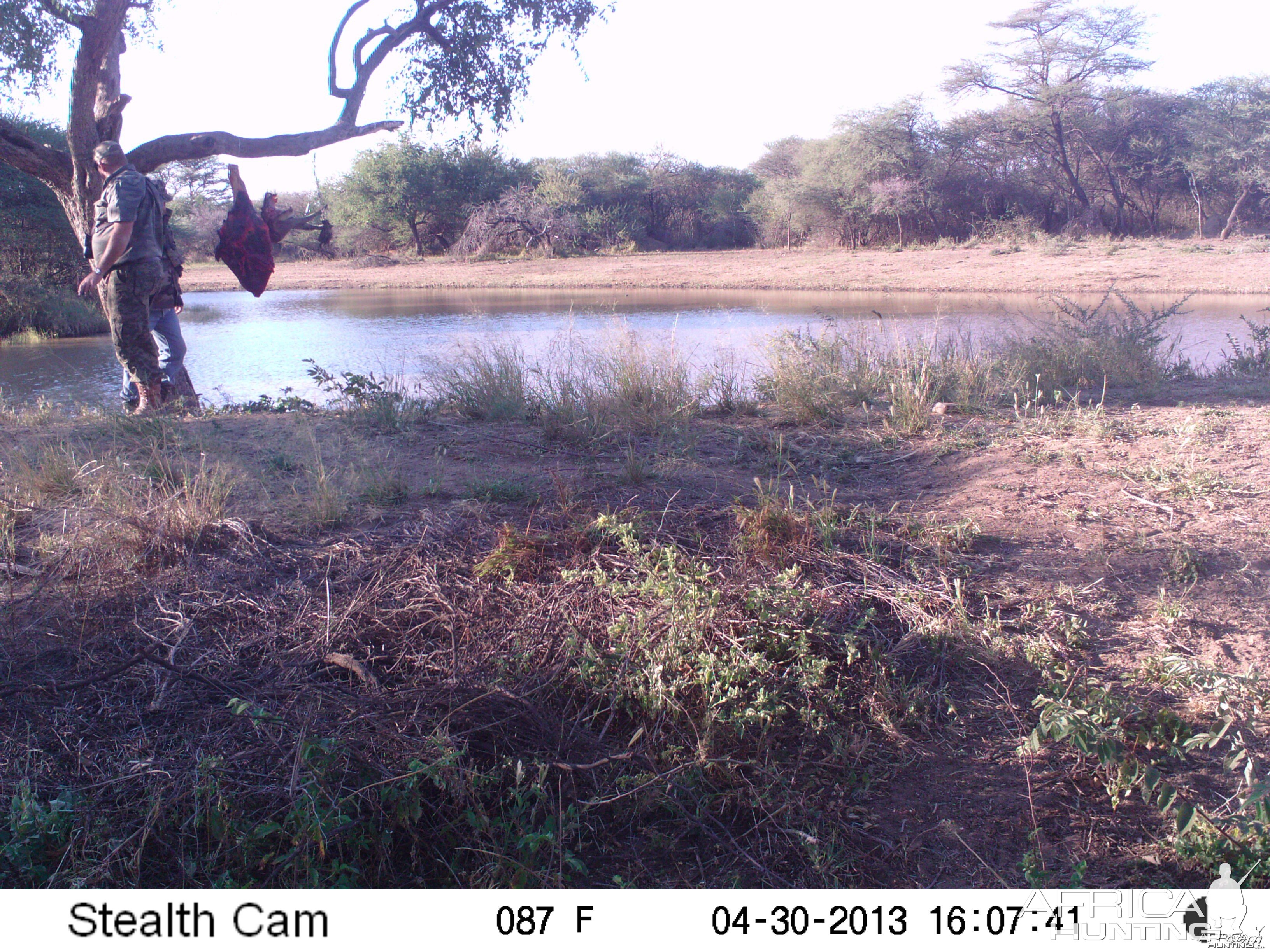 Checking Leopard Bait Trail Camera