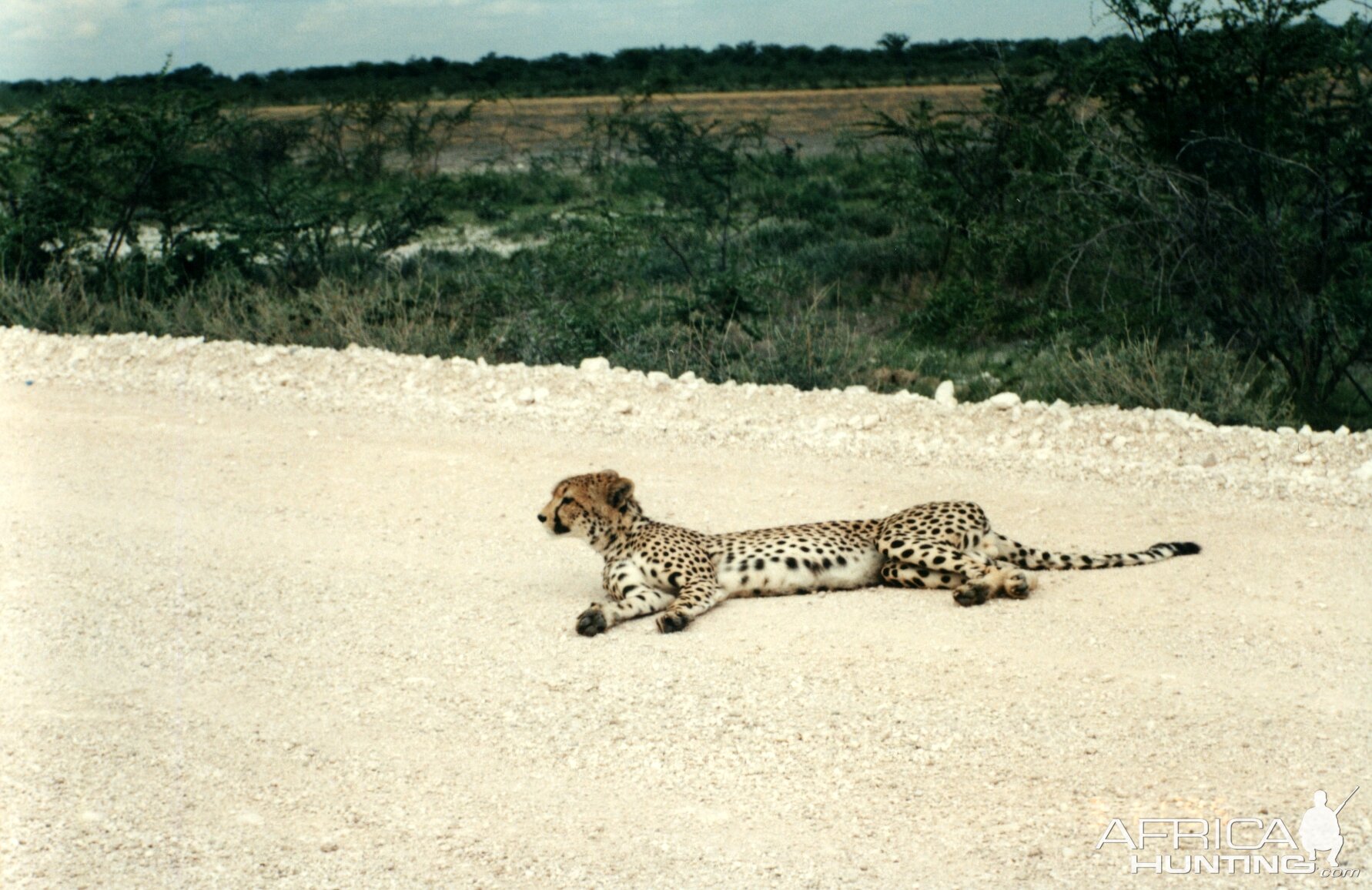 Cheetah at Etosha National Park in Namibia