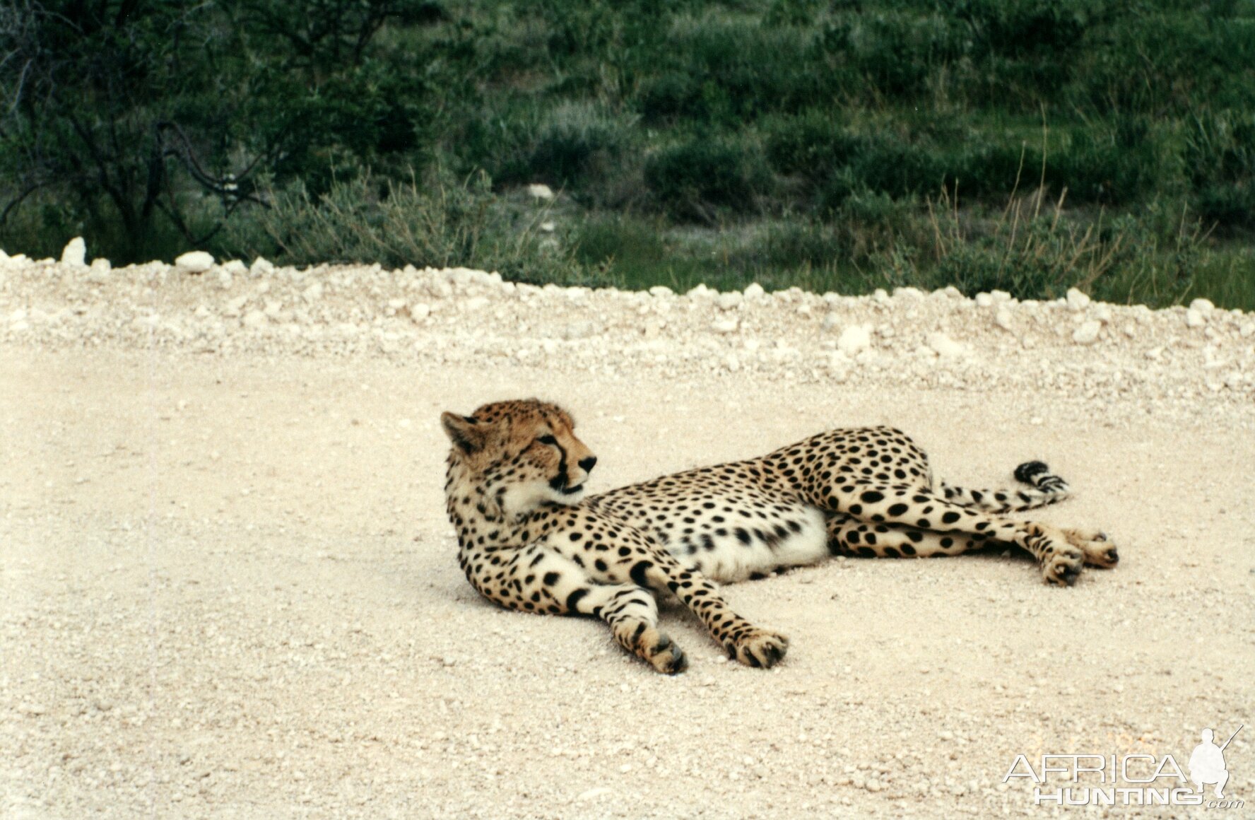 Cheetah at Etosha National Park in Namibia