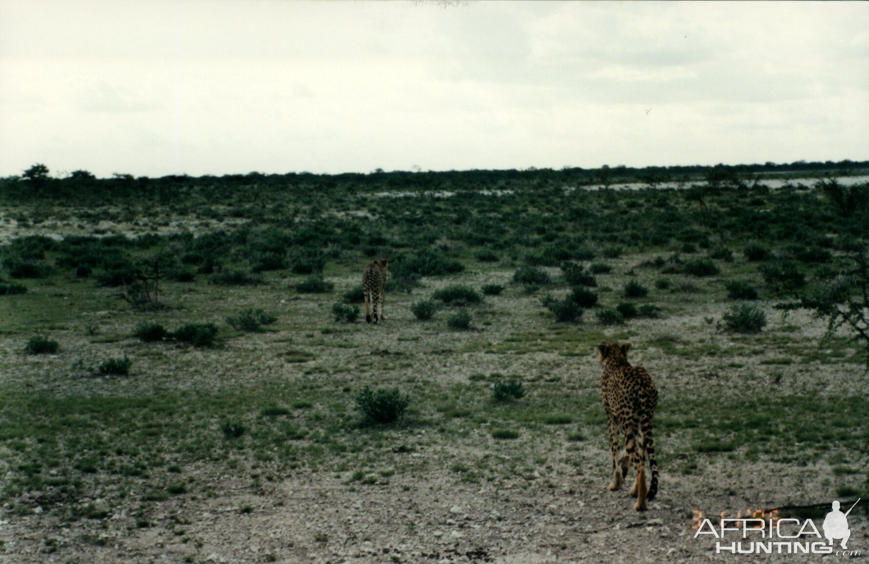 Cheetah at Etosha National Park in Namibia