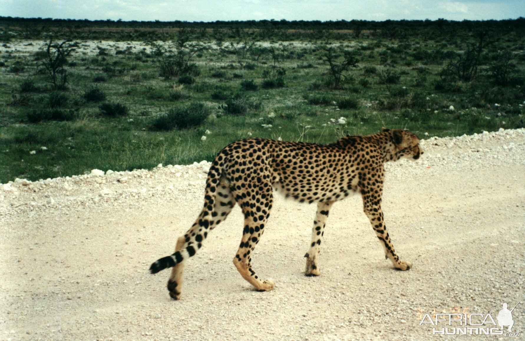 Cheetah at Etosha National Park in Namibia