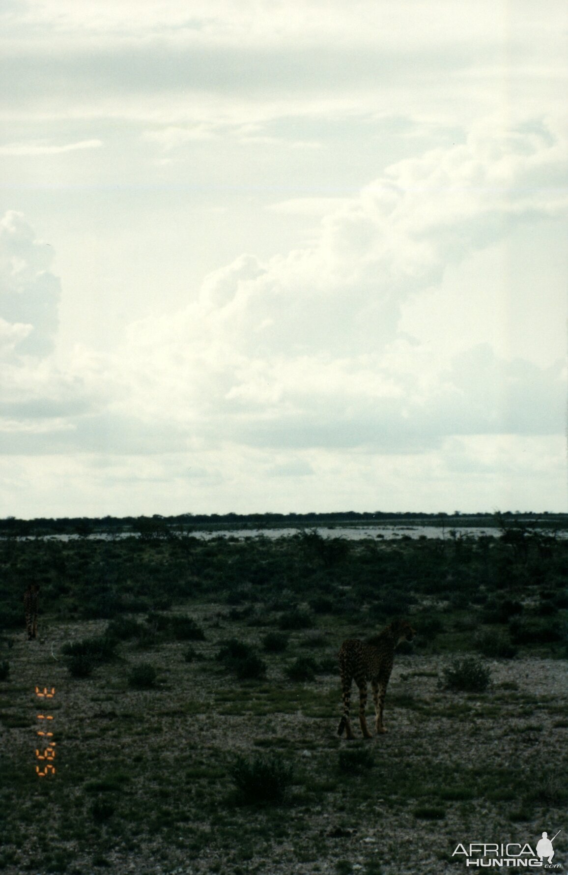 Cheetah at Etosha National Park in Namibia