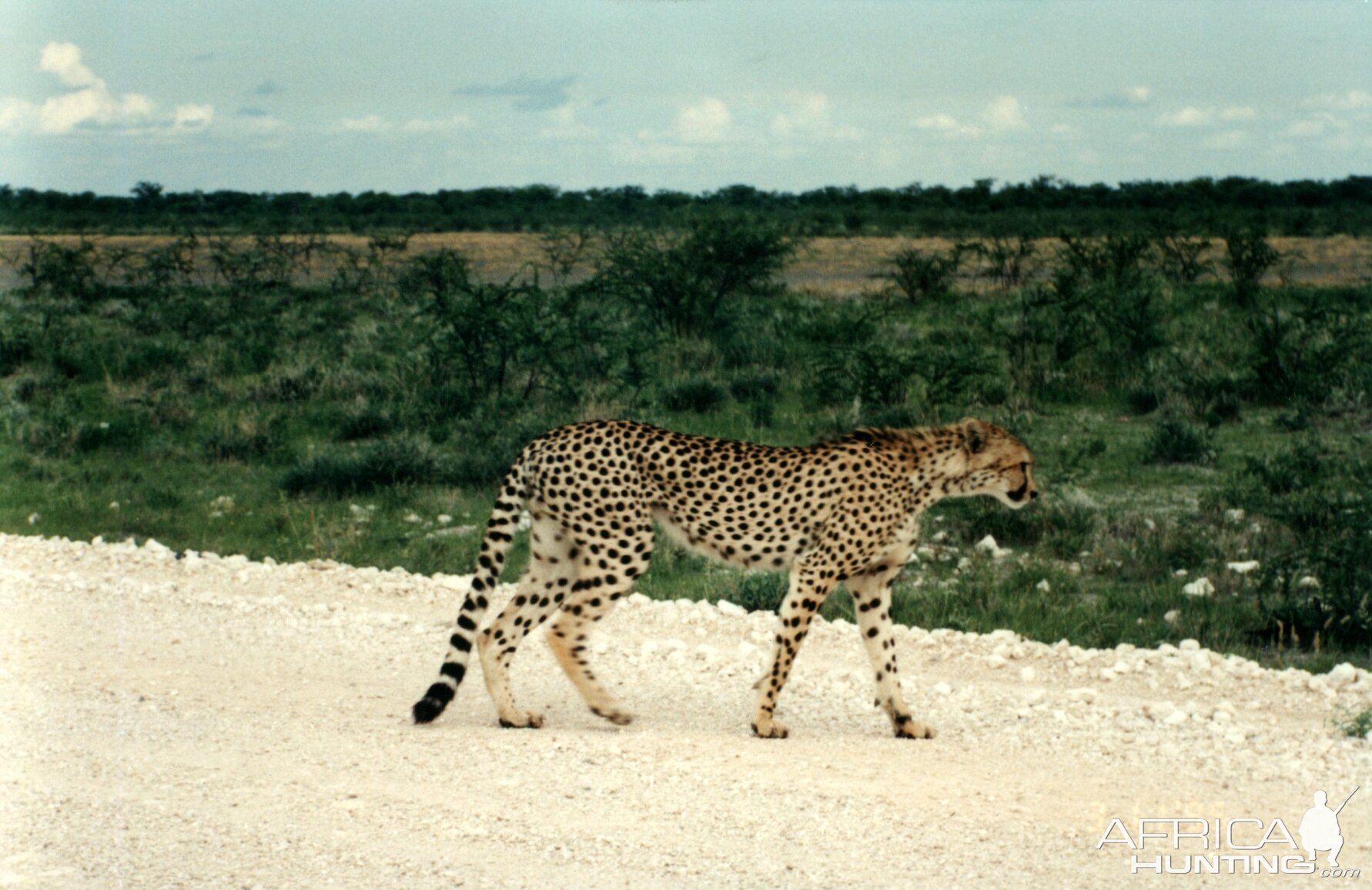 Cheetah at Etosha National Park in Namibia