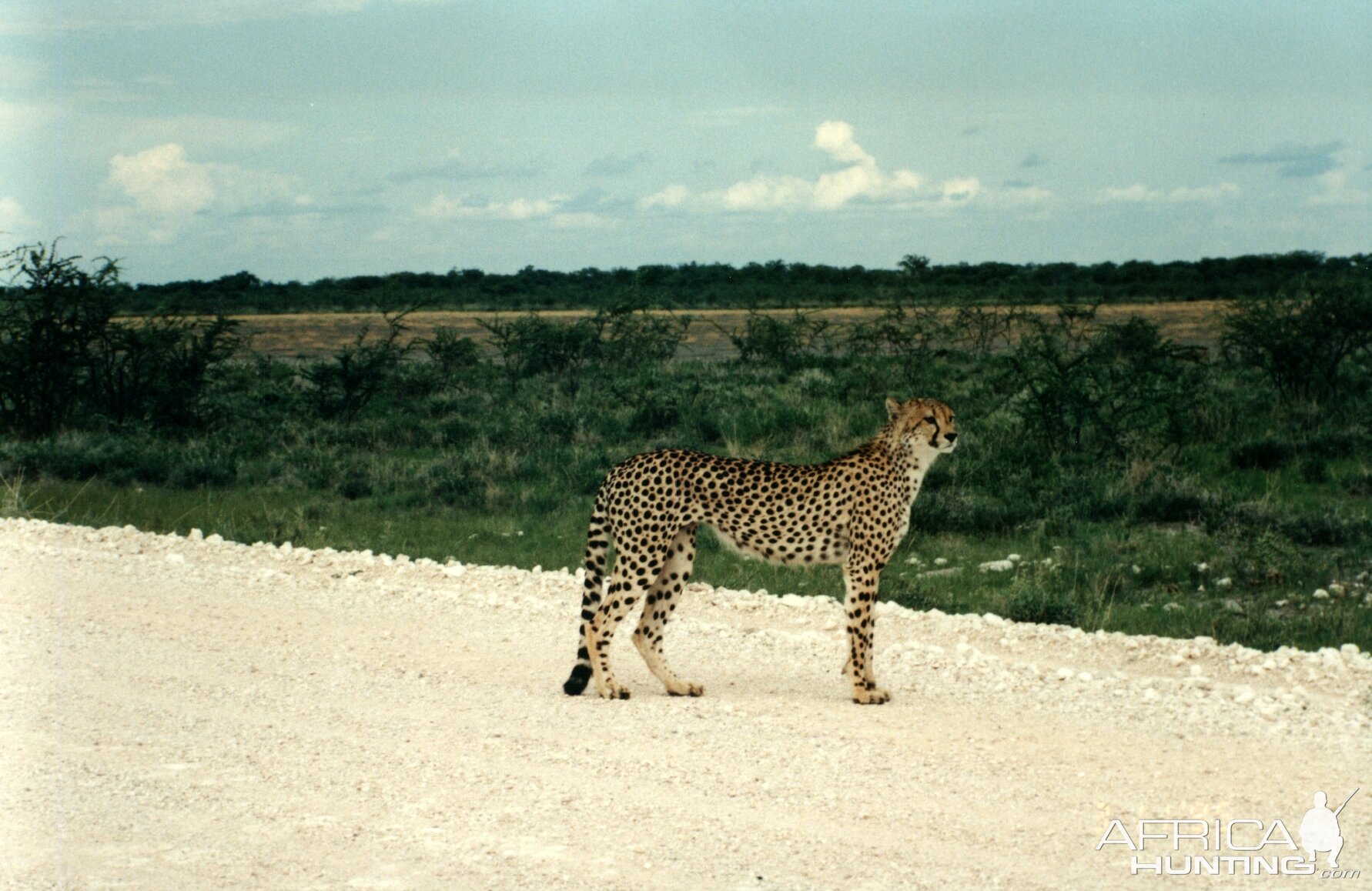 Cheetah at Etosha National Park in Namibia