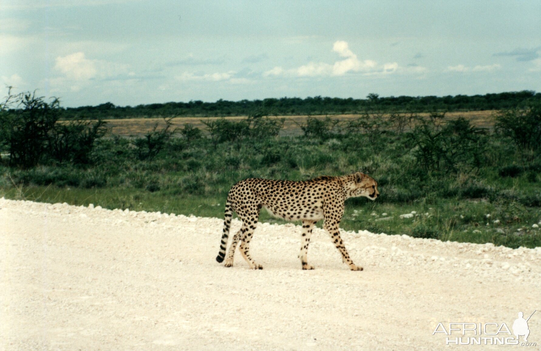 Cheetah at Etosha National Park in Namibia